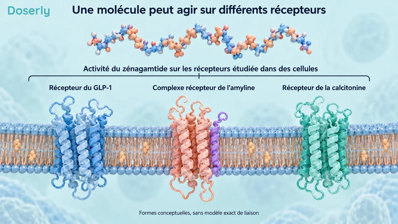 Représentation conceptuelle du peptide zénagamtide au-dessus d’illustrations du récepteur du GLP-1, du complexe récepteur de l’amyline et du récepteur de la calcitonine.