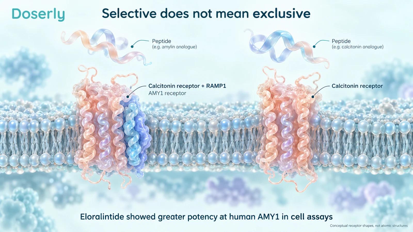 Conceptual receptor complexes embedded in a membrane distinguish AMY1 from calcitonin receptor alone.