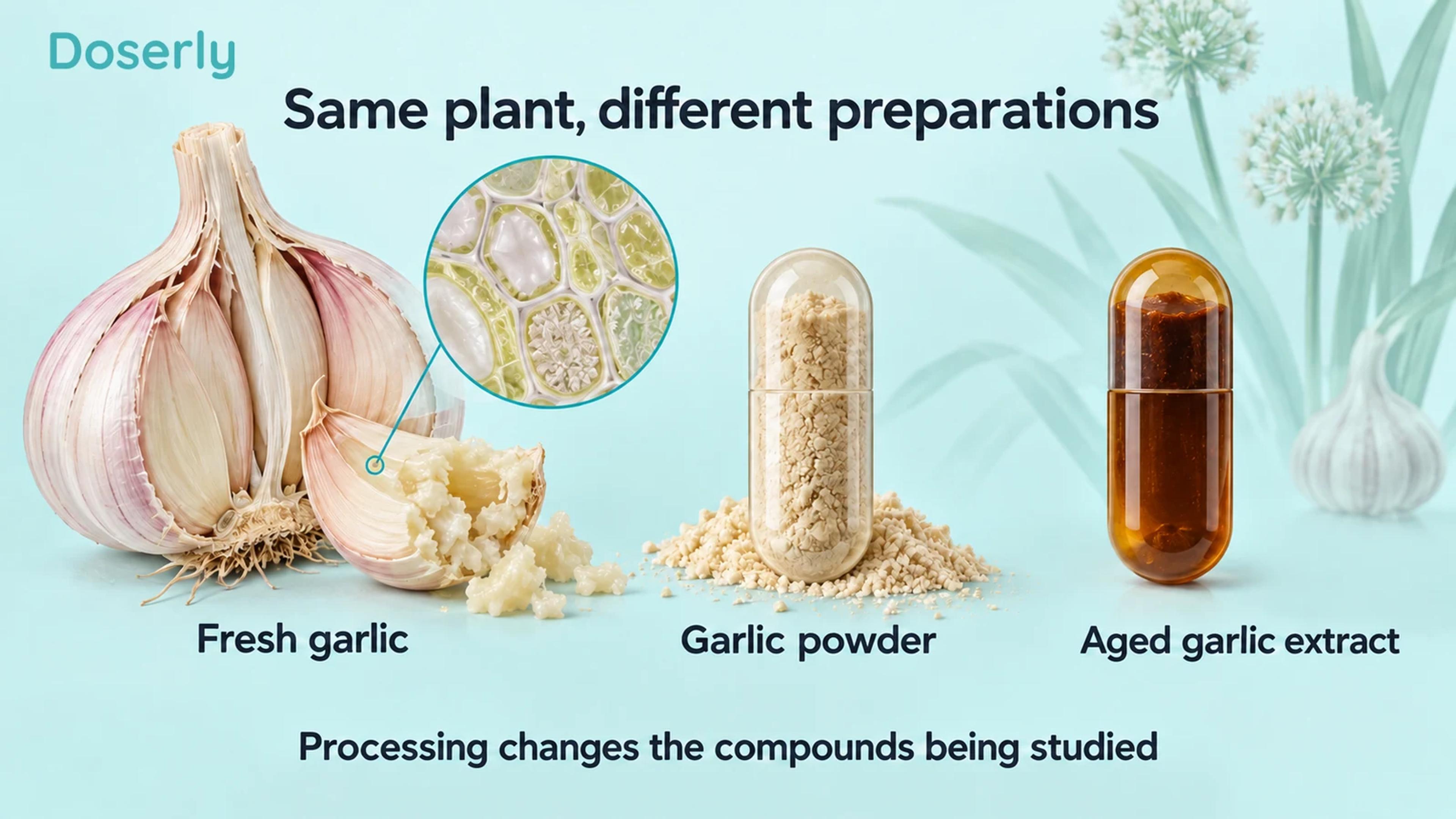 Fresh garlic, garlic powder and aged garlic extract shown as distinct preparations with a magnified plant-cell inset.