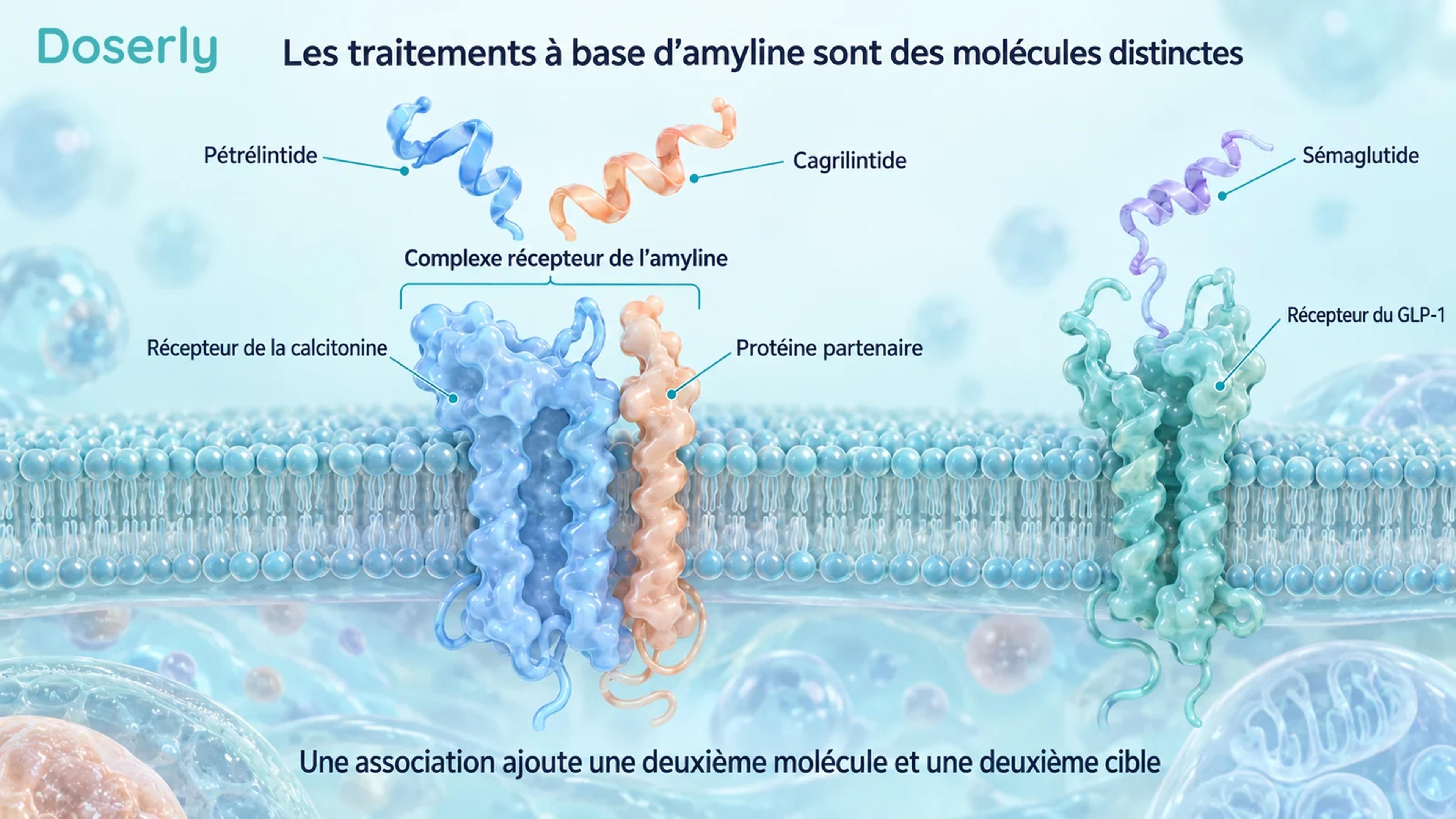 Membrane cellulaire conceptuelle montrant les composants d’un récepteur de l’amyline et un récepteur distinct du GLP-1.