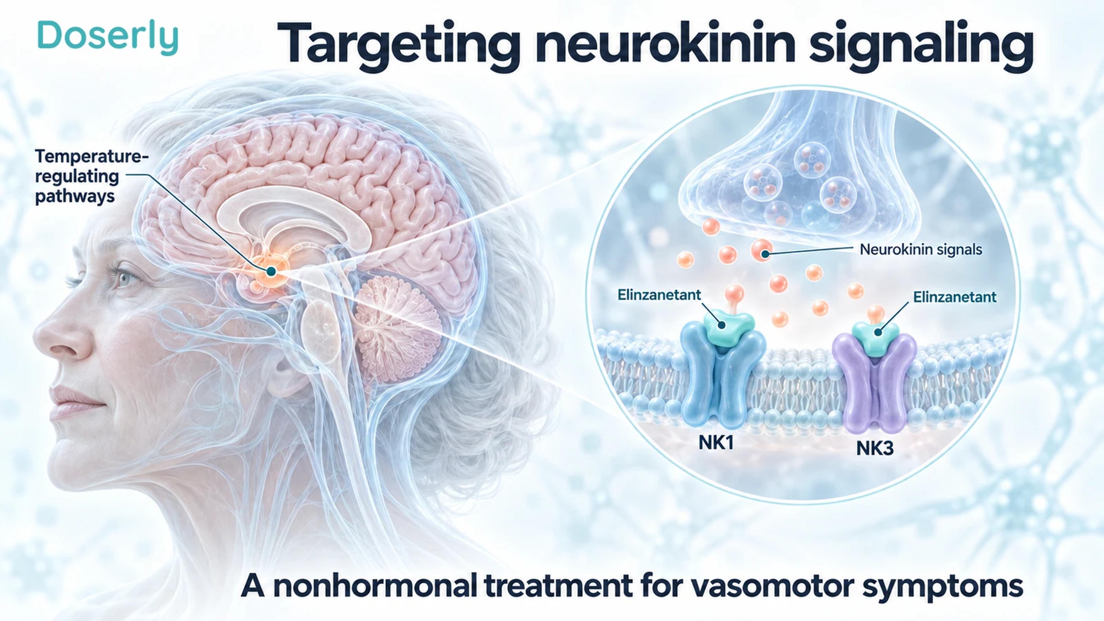 Translucent brain anatomy beside a conceptual neuronal membrane with separate NK1 and NK3 receptors blocked by elinzanetant.