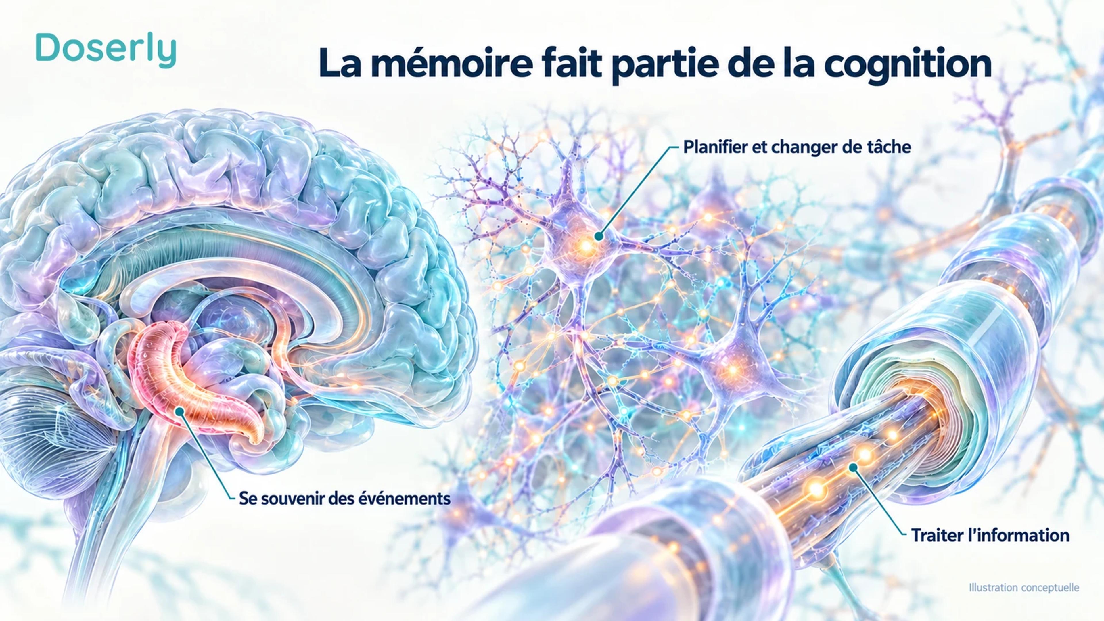 L’anatomie conceptuelle de l’hippocampe, un réseau de neurones connectés et un axone myélinisé illustrent des aspects distincts de la cognition.