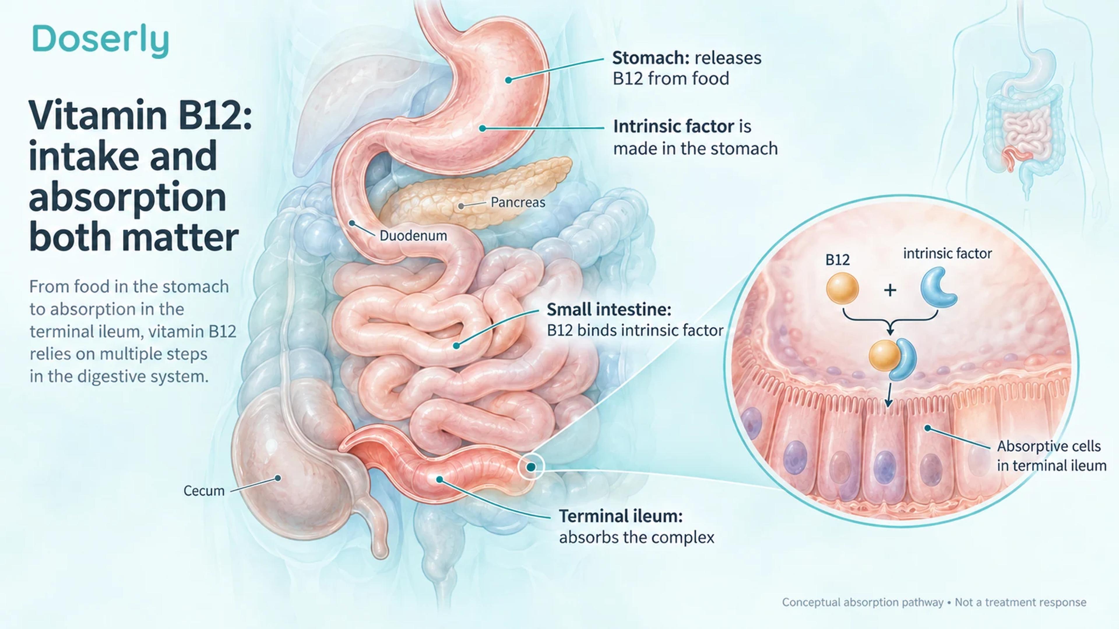 Digestive anatomy showing the stomach, small intestine and terminal ileum involved in vitamin B12 absorption.