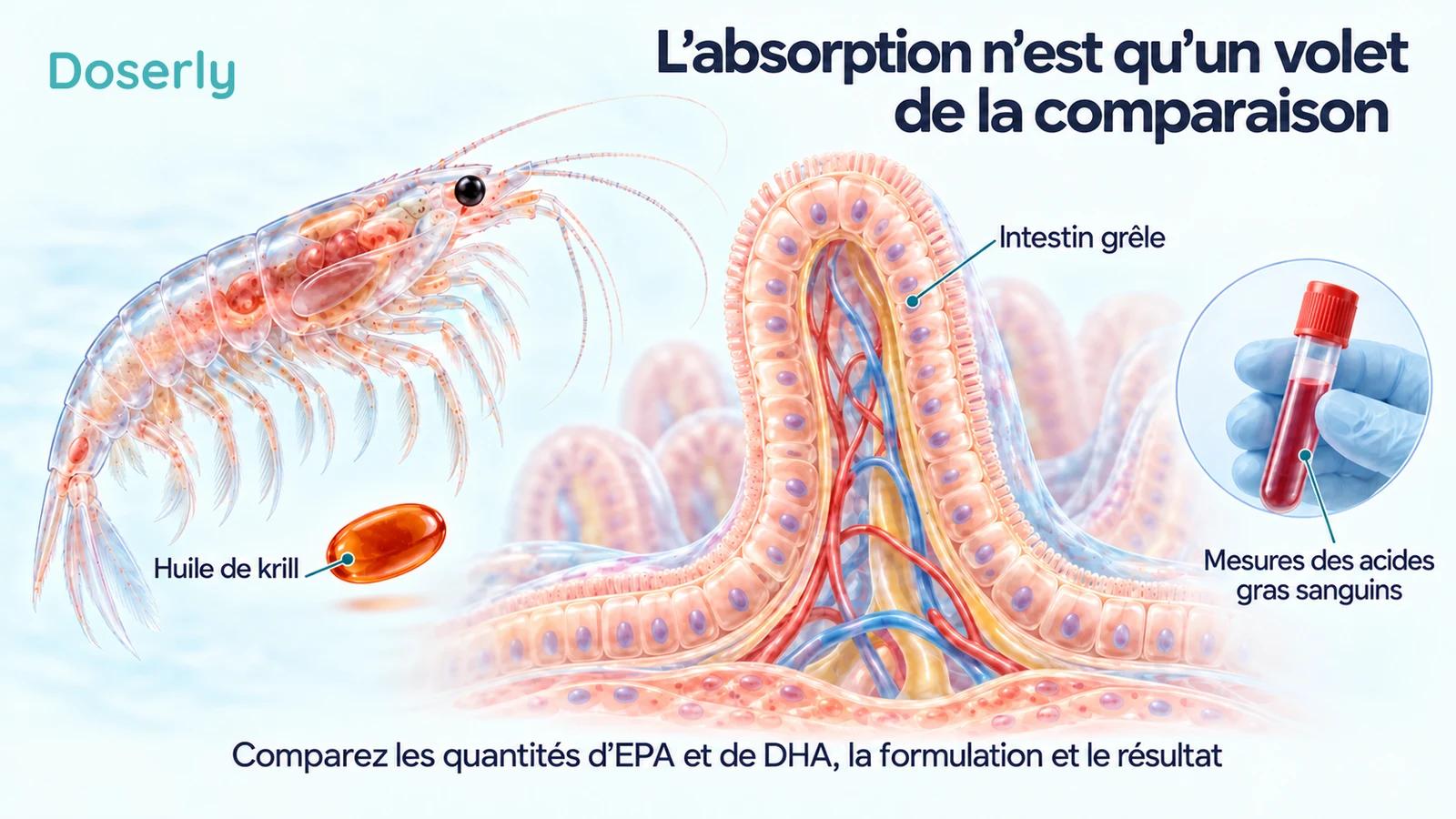 Krill translucide à côté d’une capsule d’huile, d’une villosité intestinale agrandie et d’un échantillon sanguin distinct.