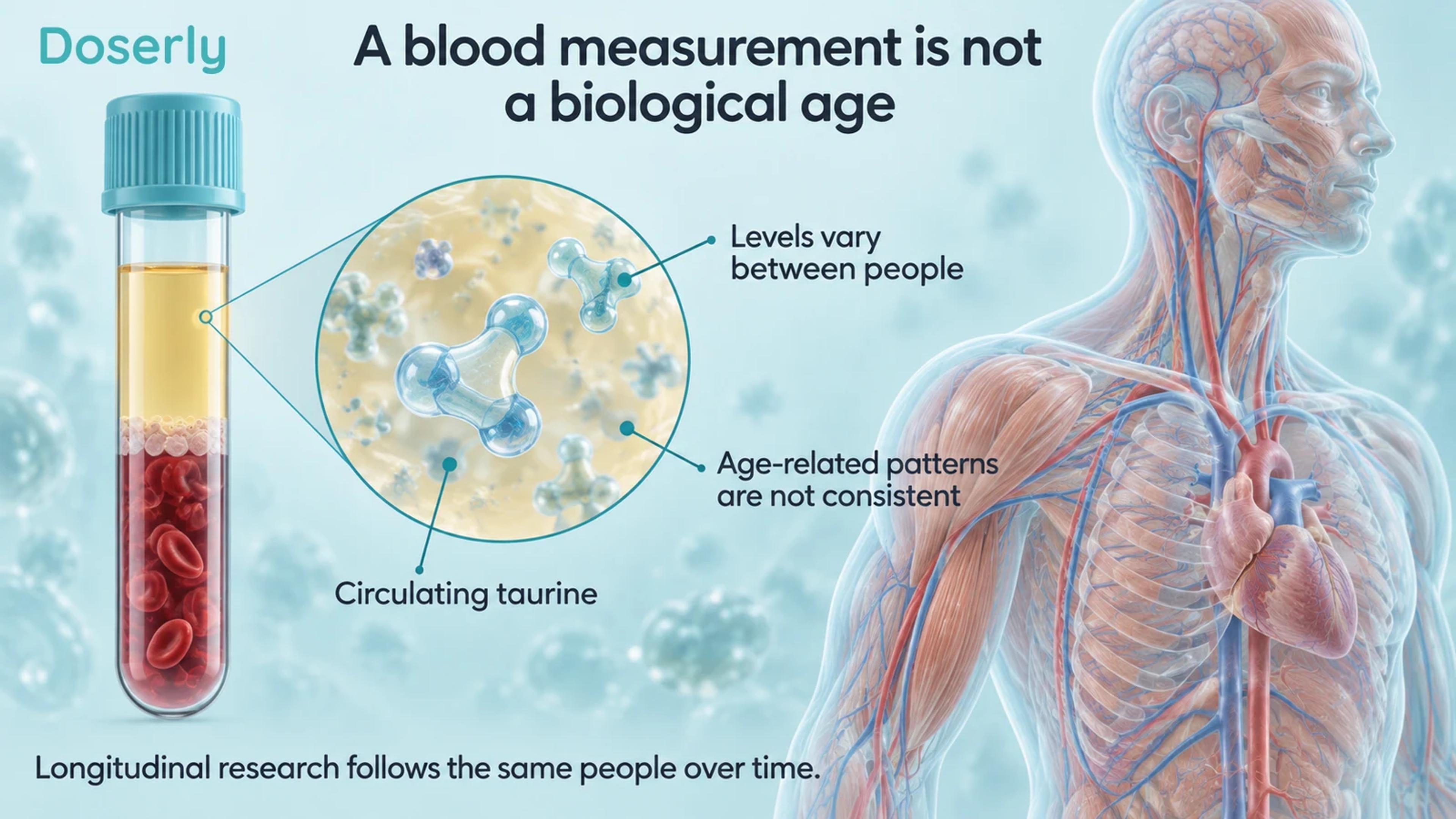 Blood sample and translucent muscle and vascular anatomy explaining variability in circulating taurine.