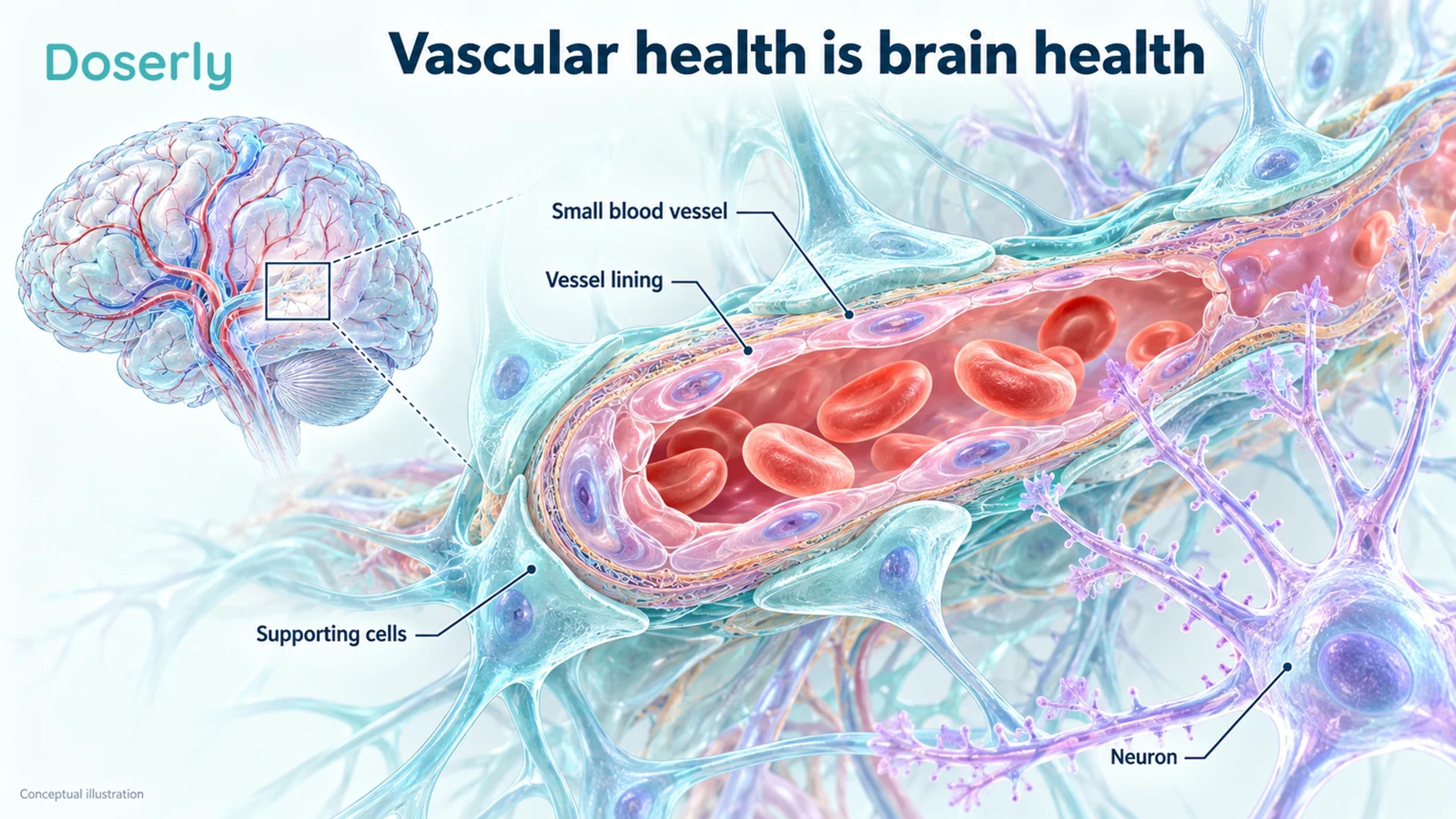 A conceptual cerebral small vessel with its lining, supporting cells and an adjacent neuron.