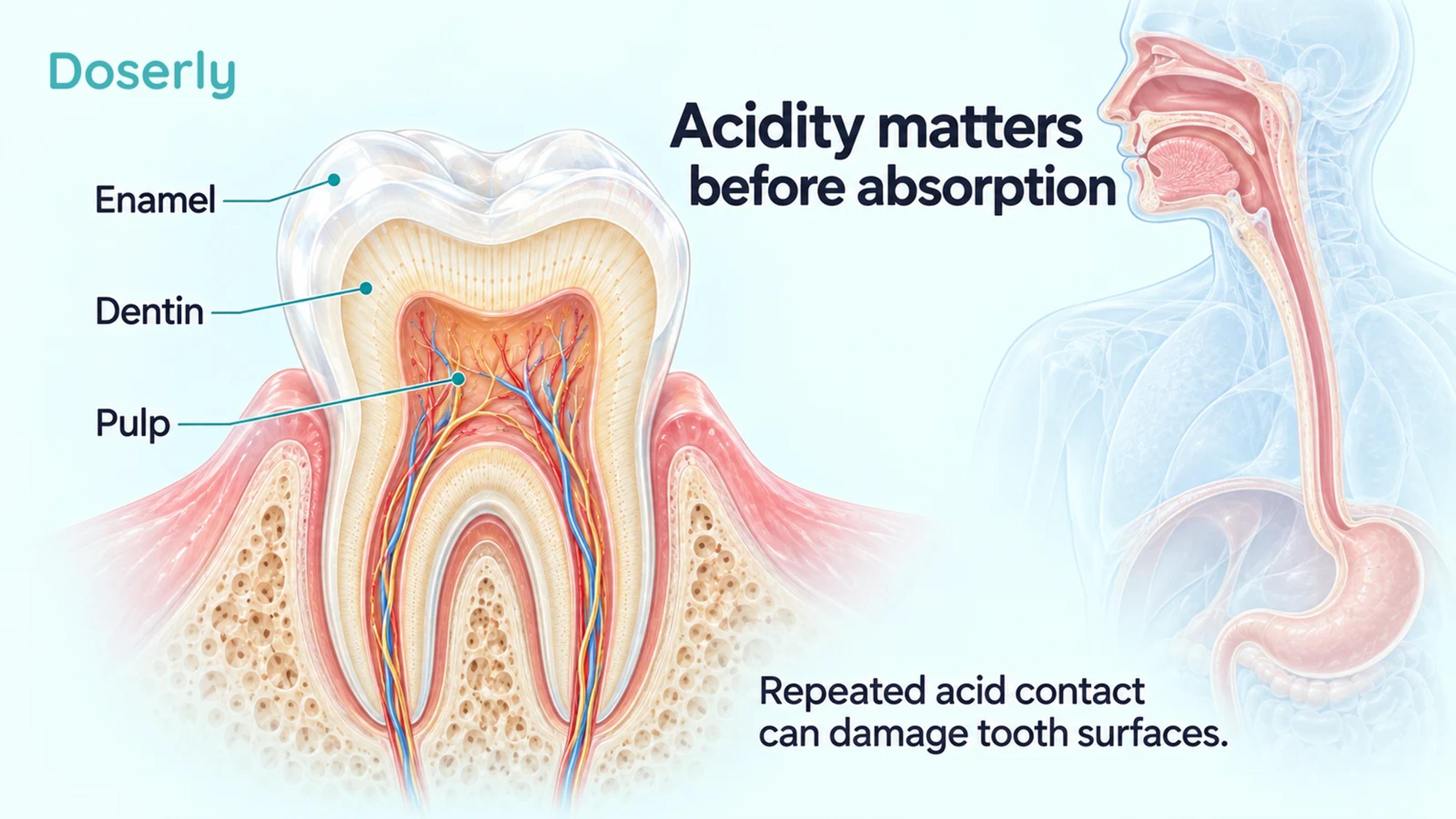 Molar tooth cross-section with enamel, dentin and pulp labeled, beside faded mouth-to-stomach anatomy