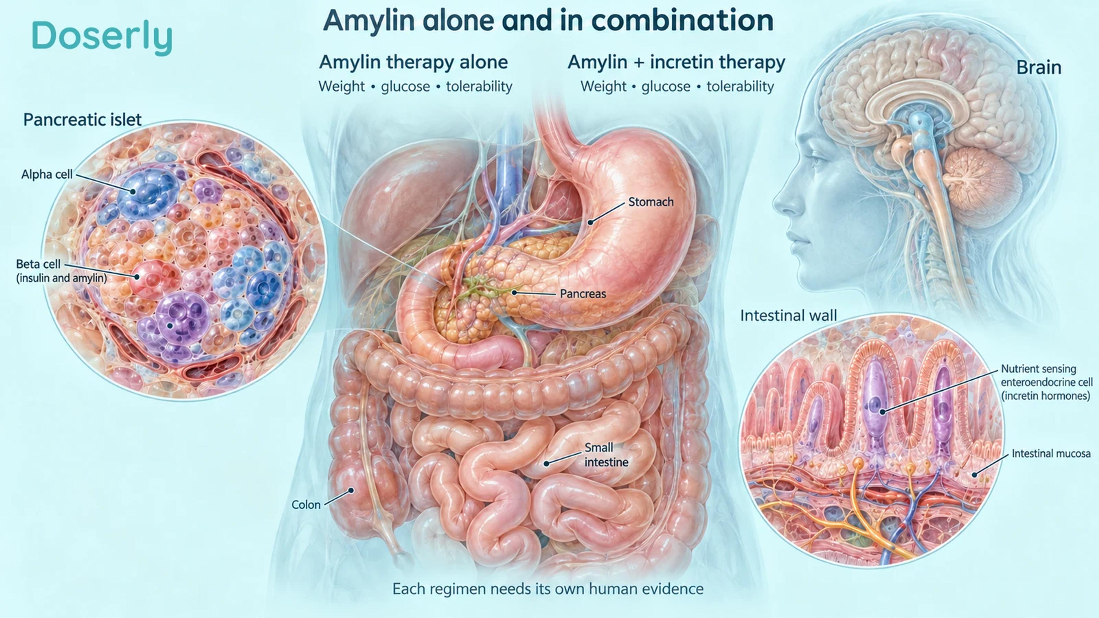 Detailed digestive and pancreatic anatomy accompanies separate amylin monotherapy and combination research questions.