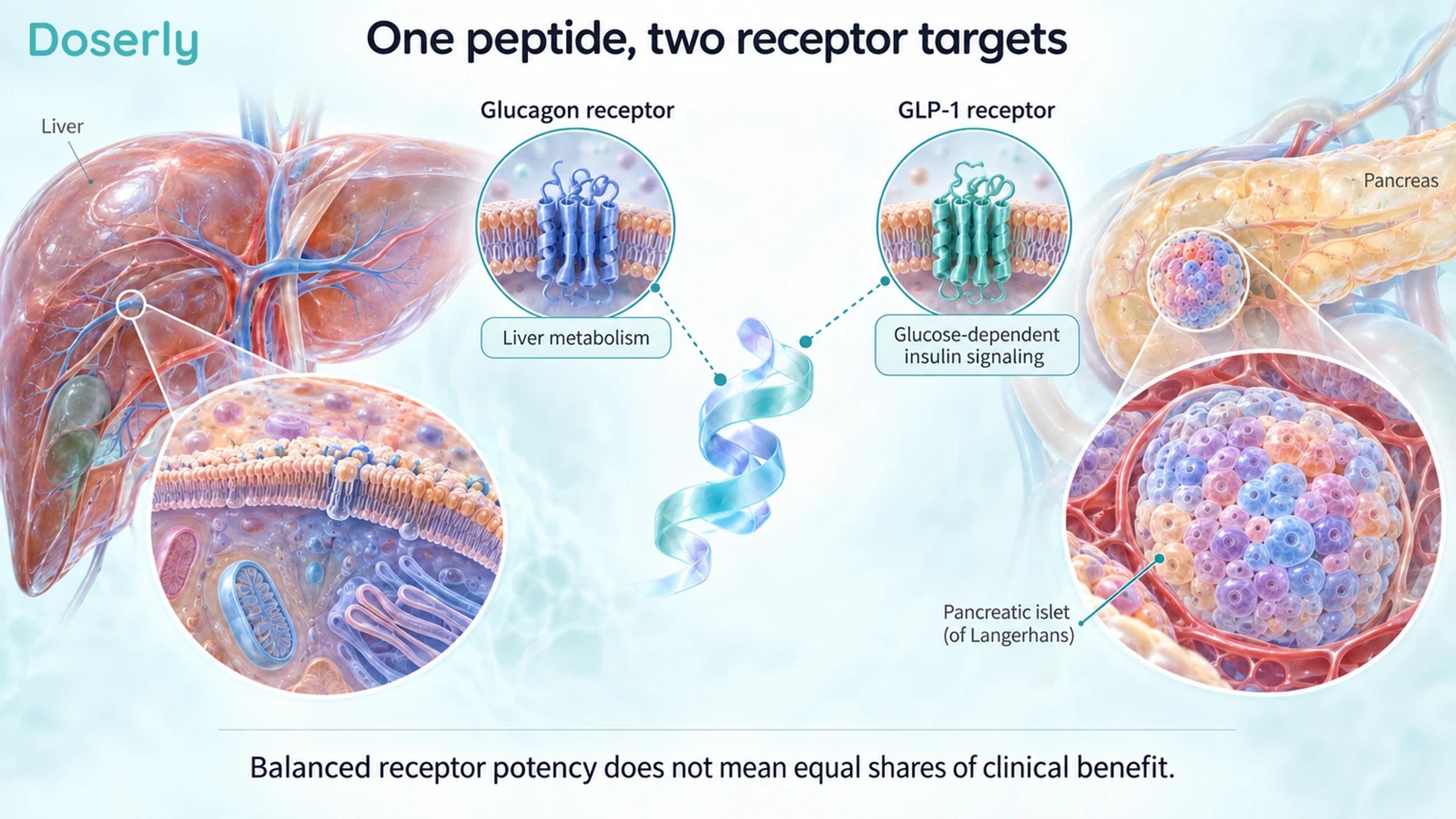 Conceptual peptide and receptor illustration connecting GLP-1 signaling and glucagon-related liver metabolism.