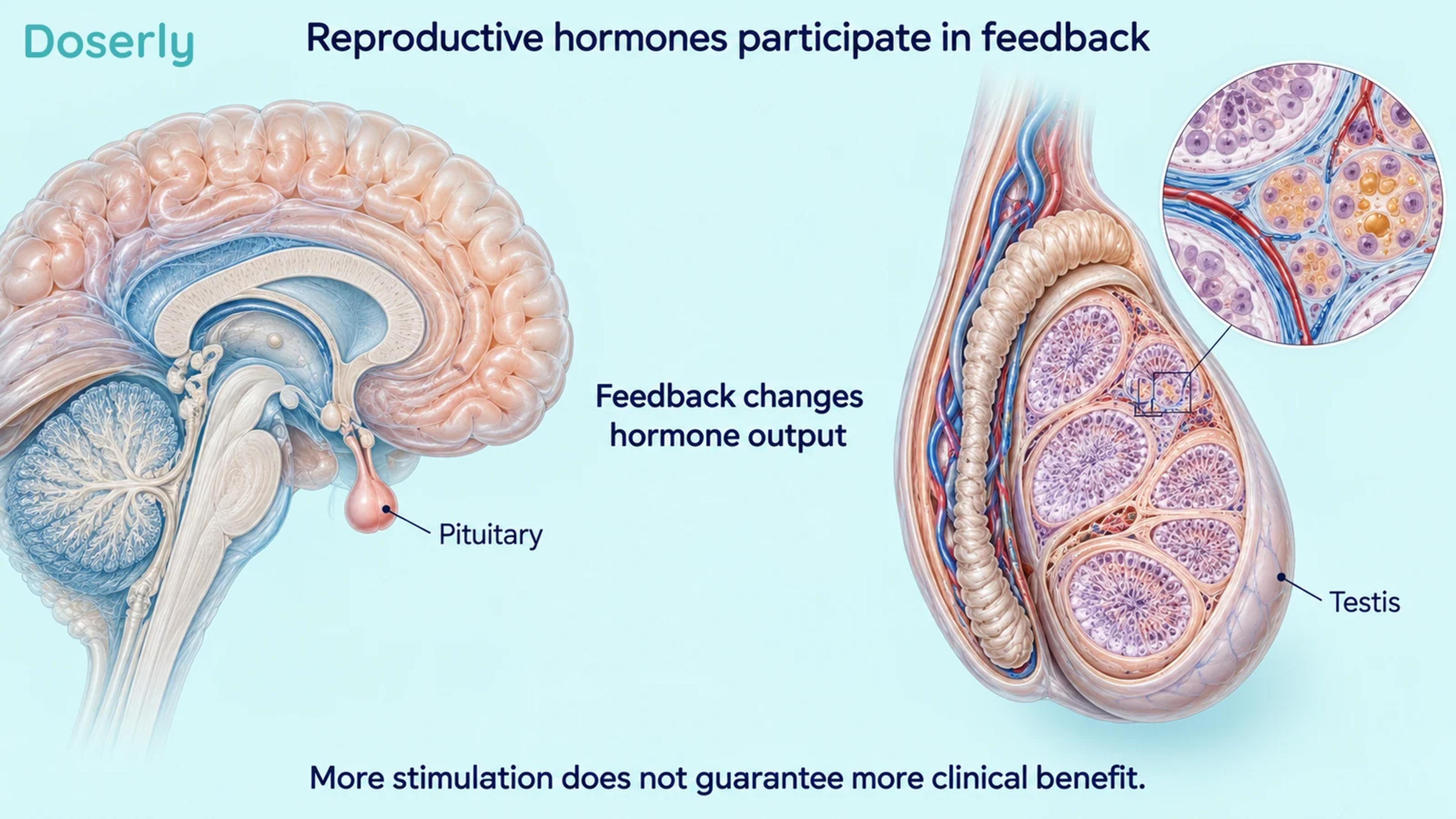 Sagittal brain with pituitary and a detailed testis cutaway illustrate organs participating in reproductive hormonal feedback.