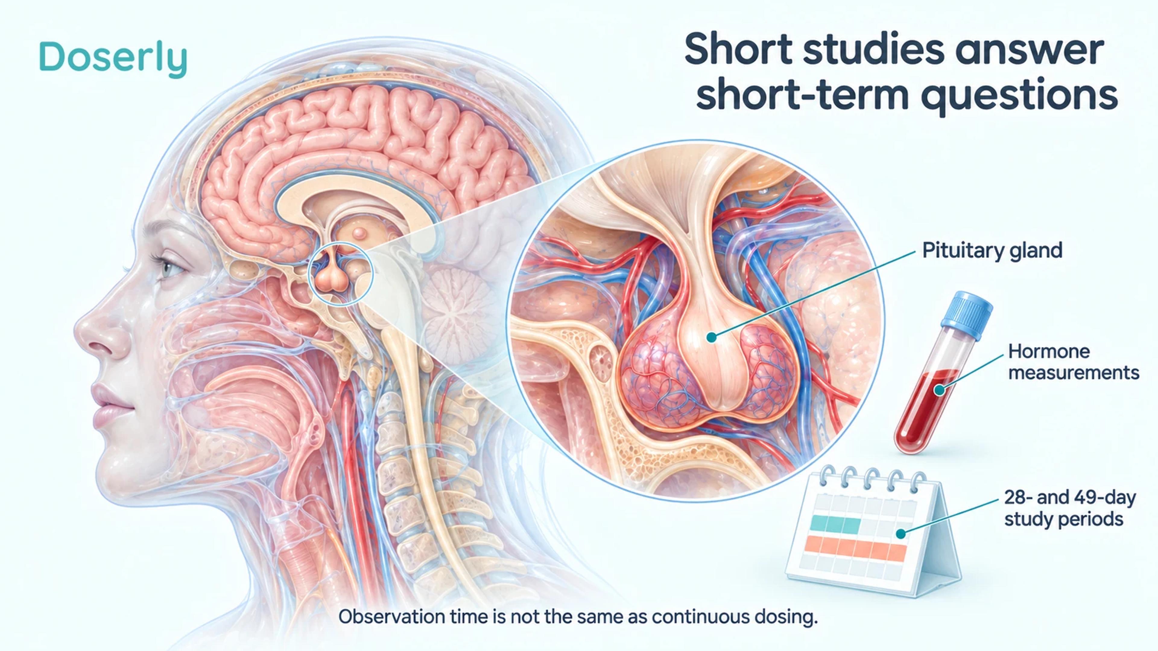 Human pituitary anatomy, a blood specimen and a calendar illustrate the short observation periods of early CJC-1295 research.