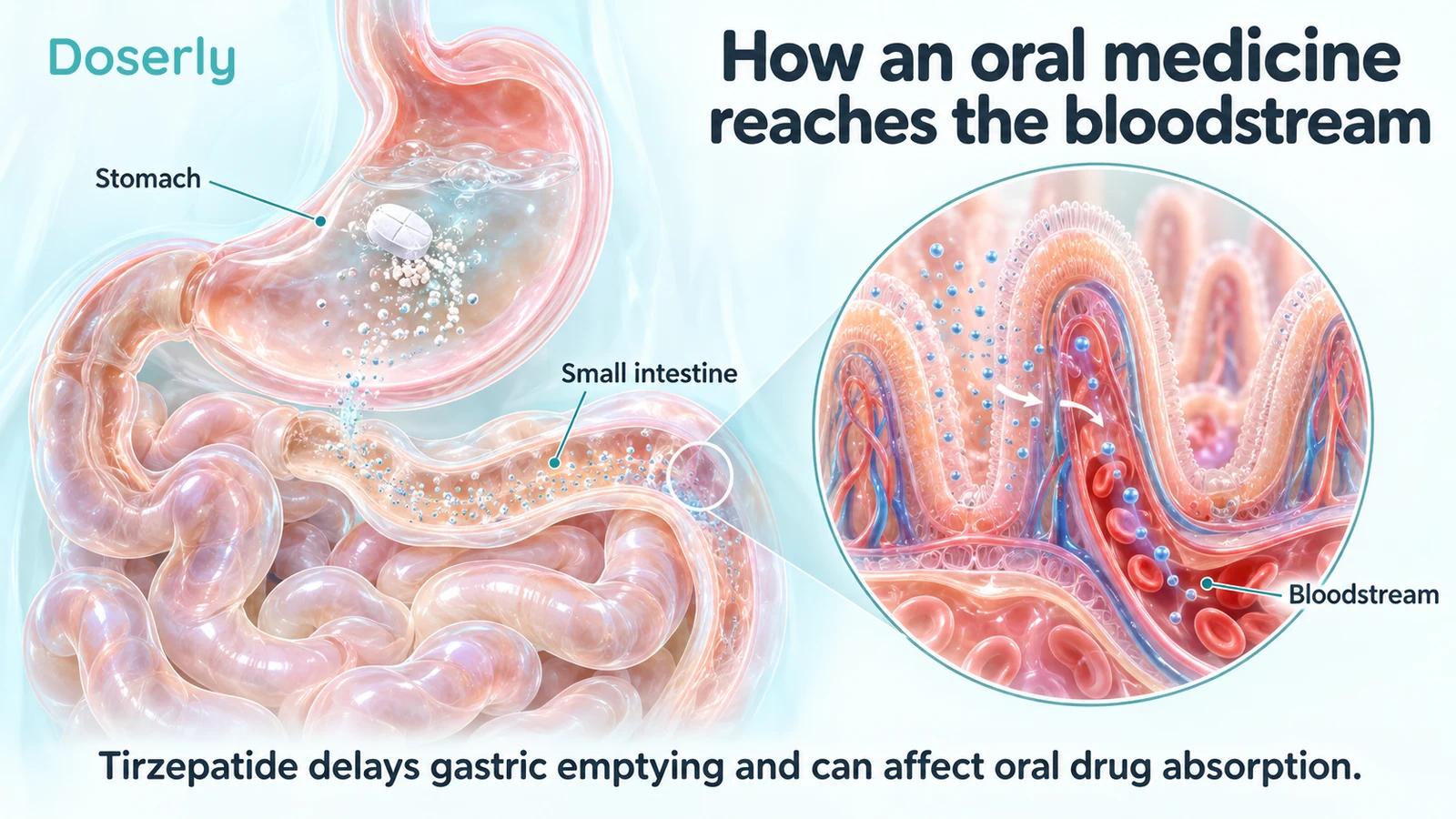 Stomach and intestinal villi illustrating a dissolved oral medicine reaching blood.