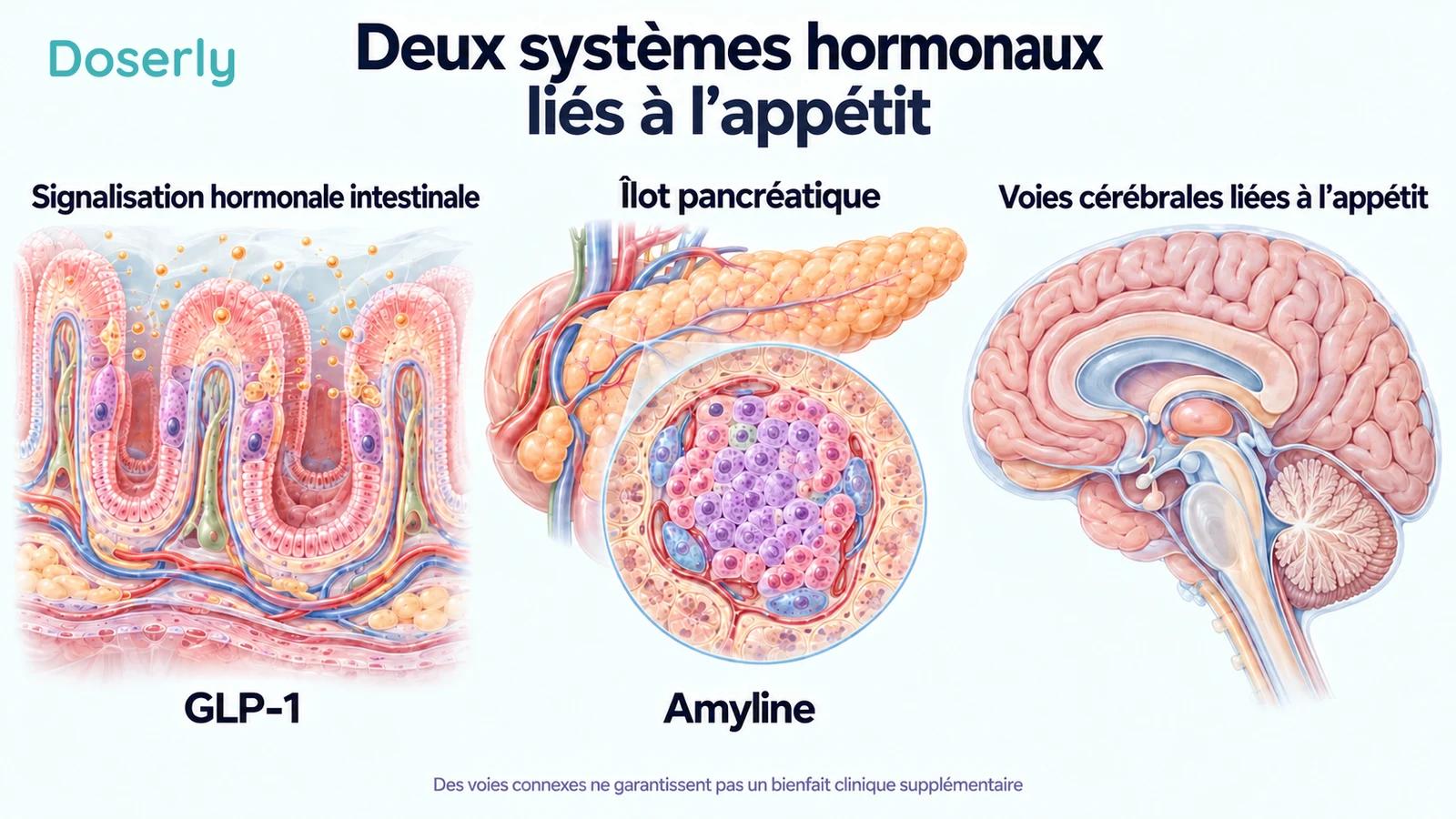 Des vues distinctes de type atlas médical des villosités intestinales, d’un îlot pancréatique et du cerveau en coupe sagittale présentent le GLP-1, l’amyline et la régulation de l’appétit.