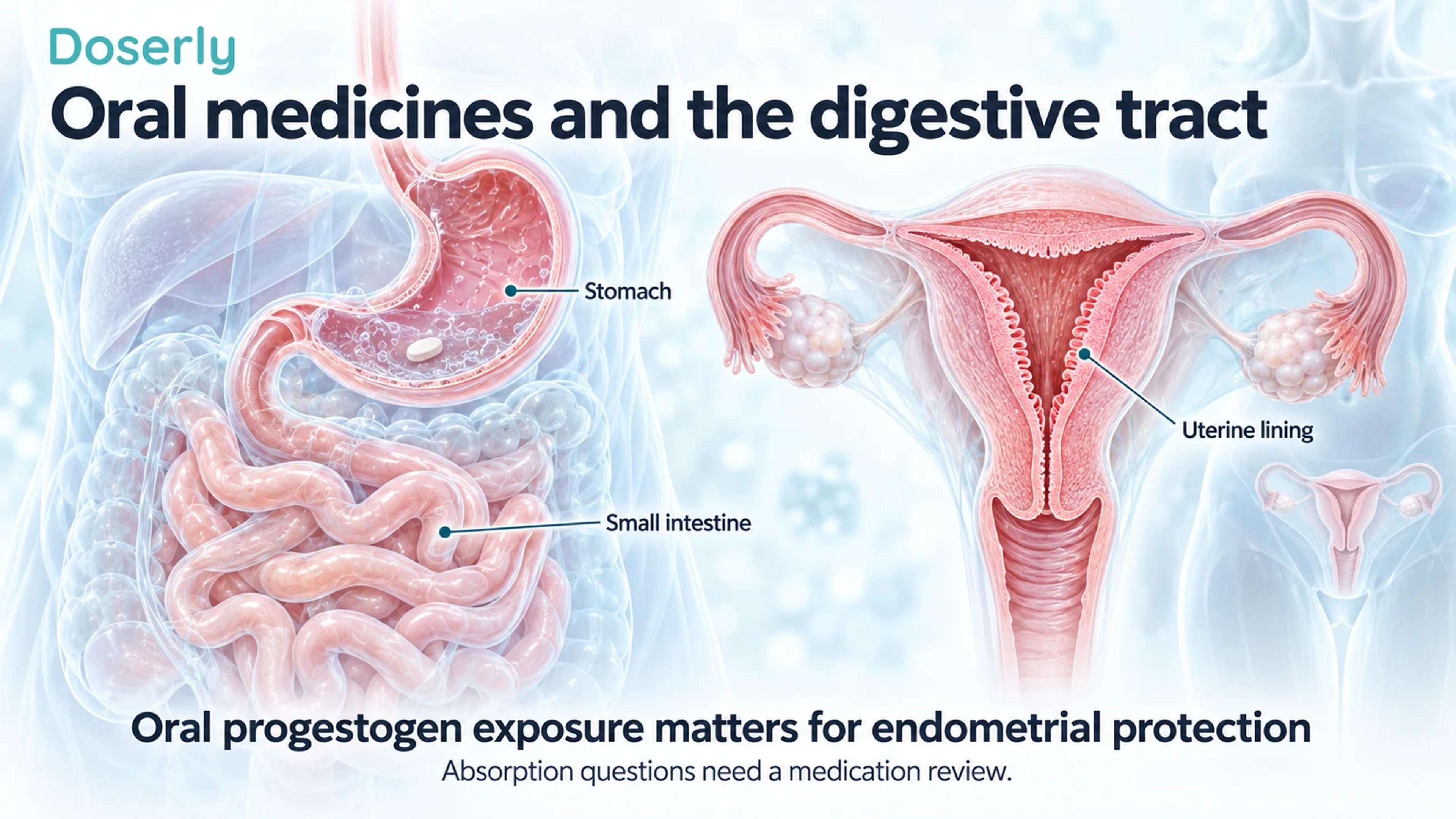Detailed stomach and small-intestine anatomy beside a separate uterine cutaway highlighting the lining.