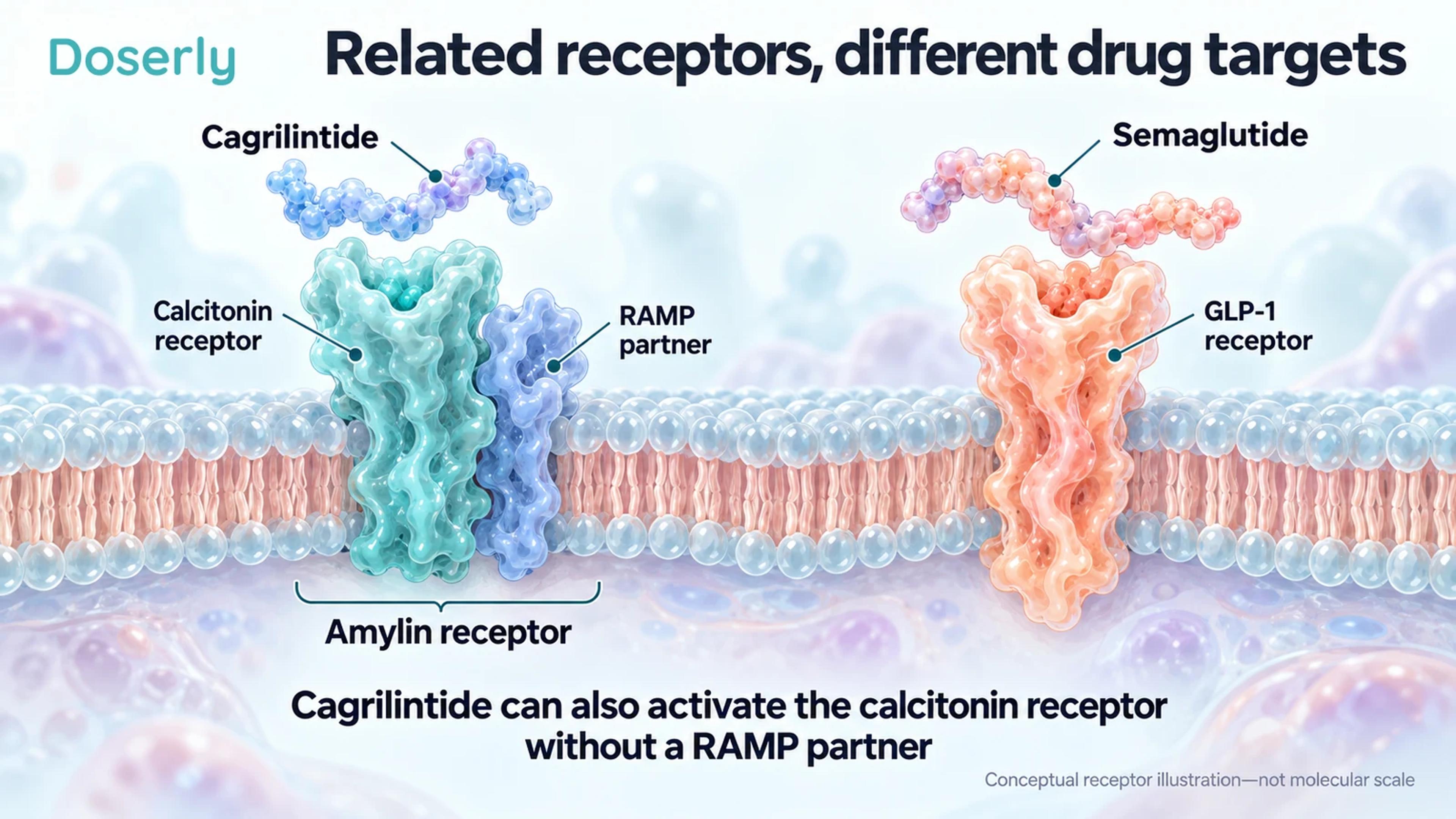 Conceptual cell-membrane receptors show a calcitonin receptor with a RAMP partner beside a distinct GLP-1 receptor.