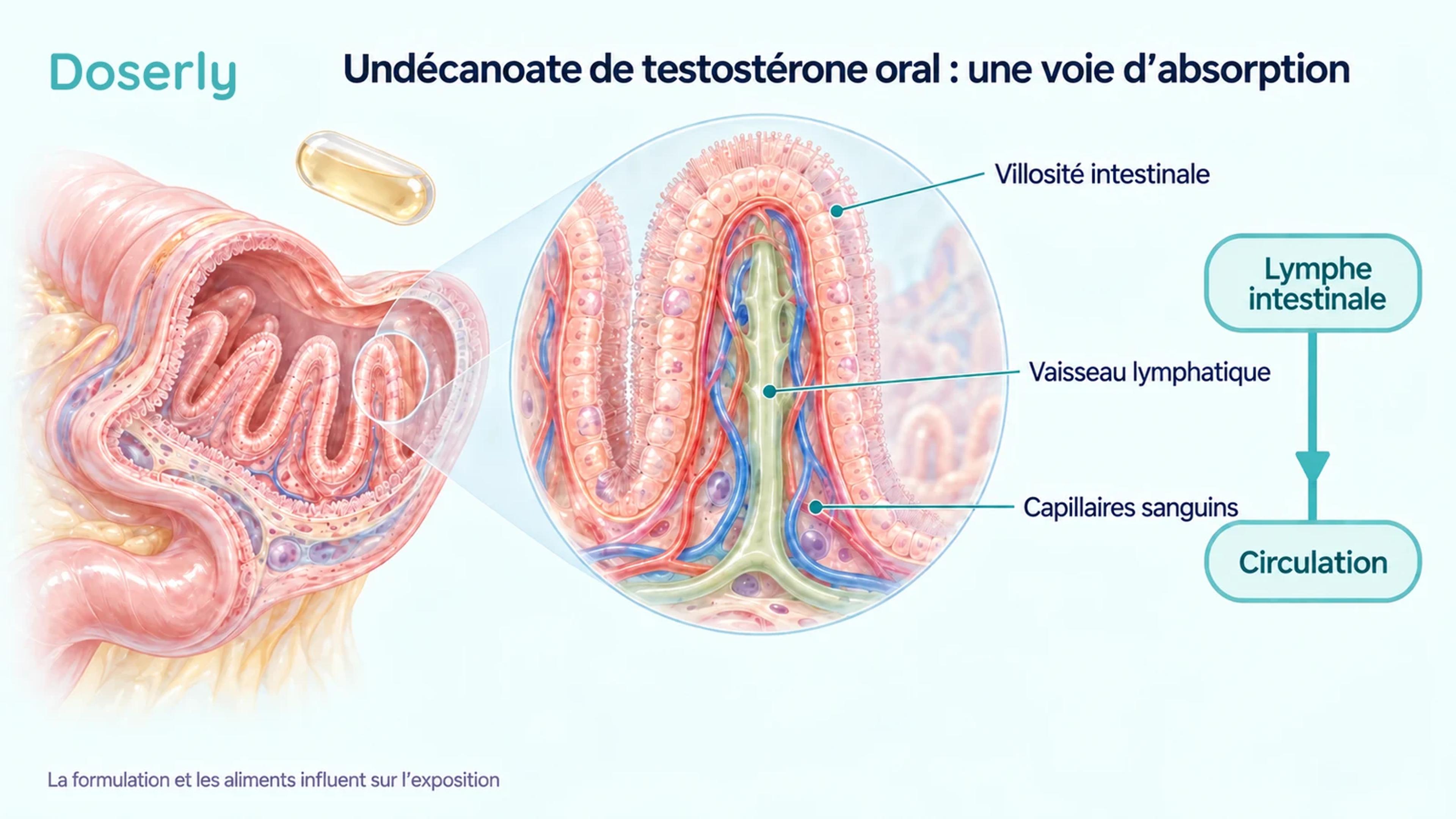 Vue détaillée d’une villosité intestinale avec des capillaires sanguins et un vaisseau lymphatique central.