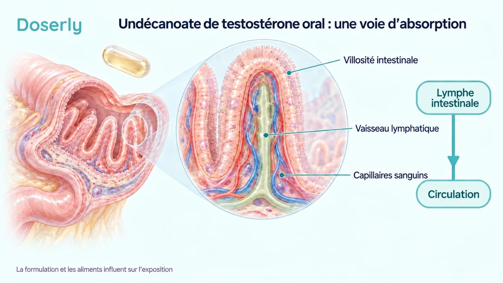 Vue détaillée d’une villosité intestinale avec des capillaires sanguins et un vaisseau lymphatique central.