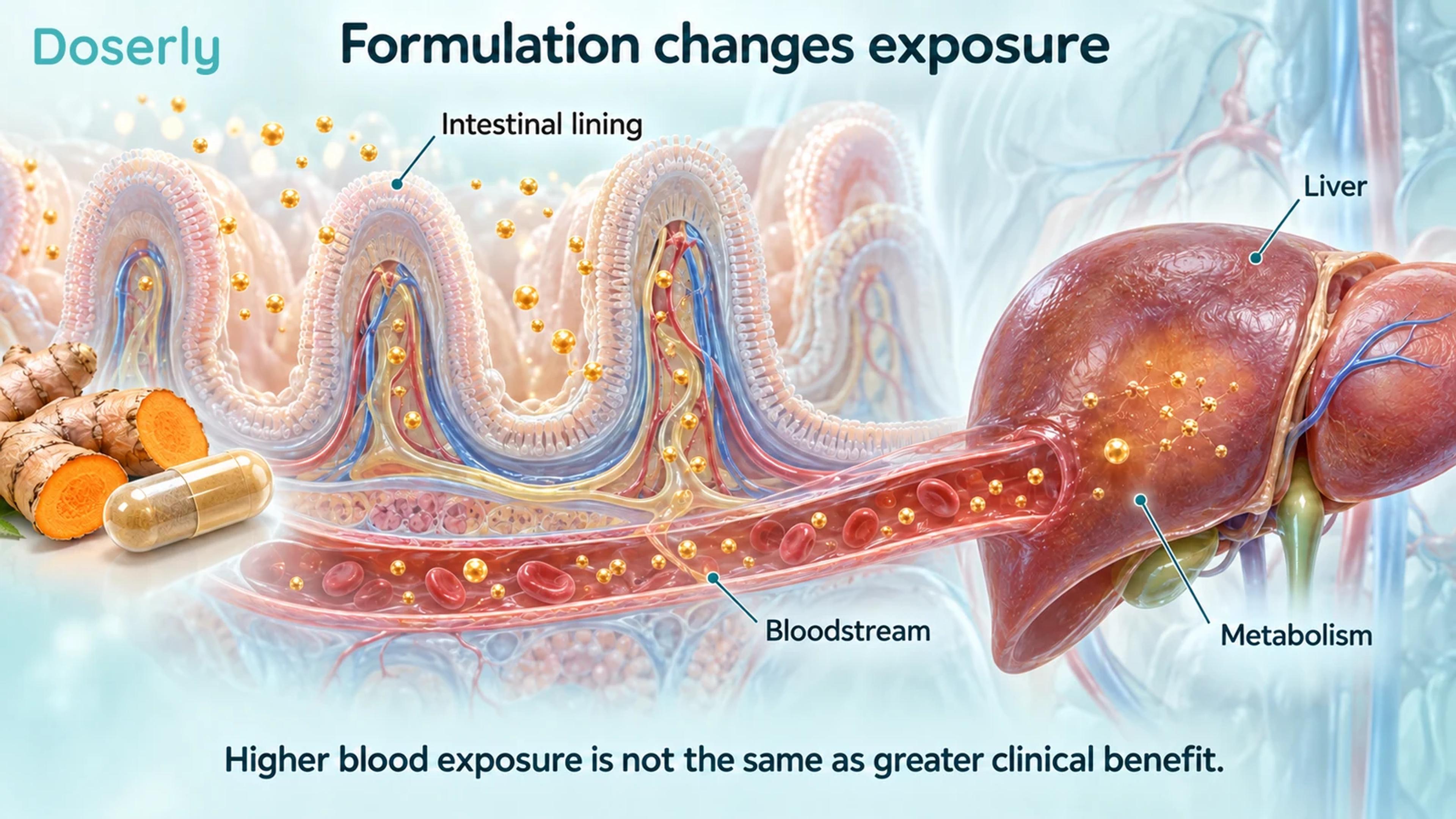 Intestinal villi, blood vessels and liver illustrate absorption and metabolism of a curcumin preparation.