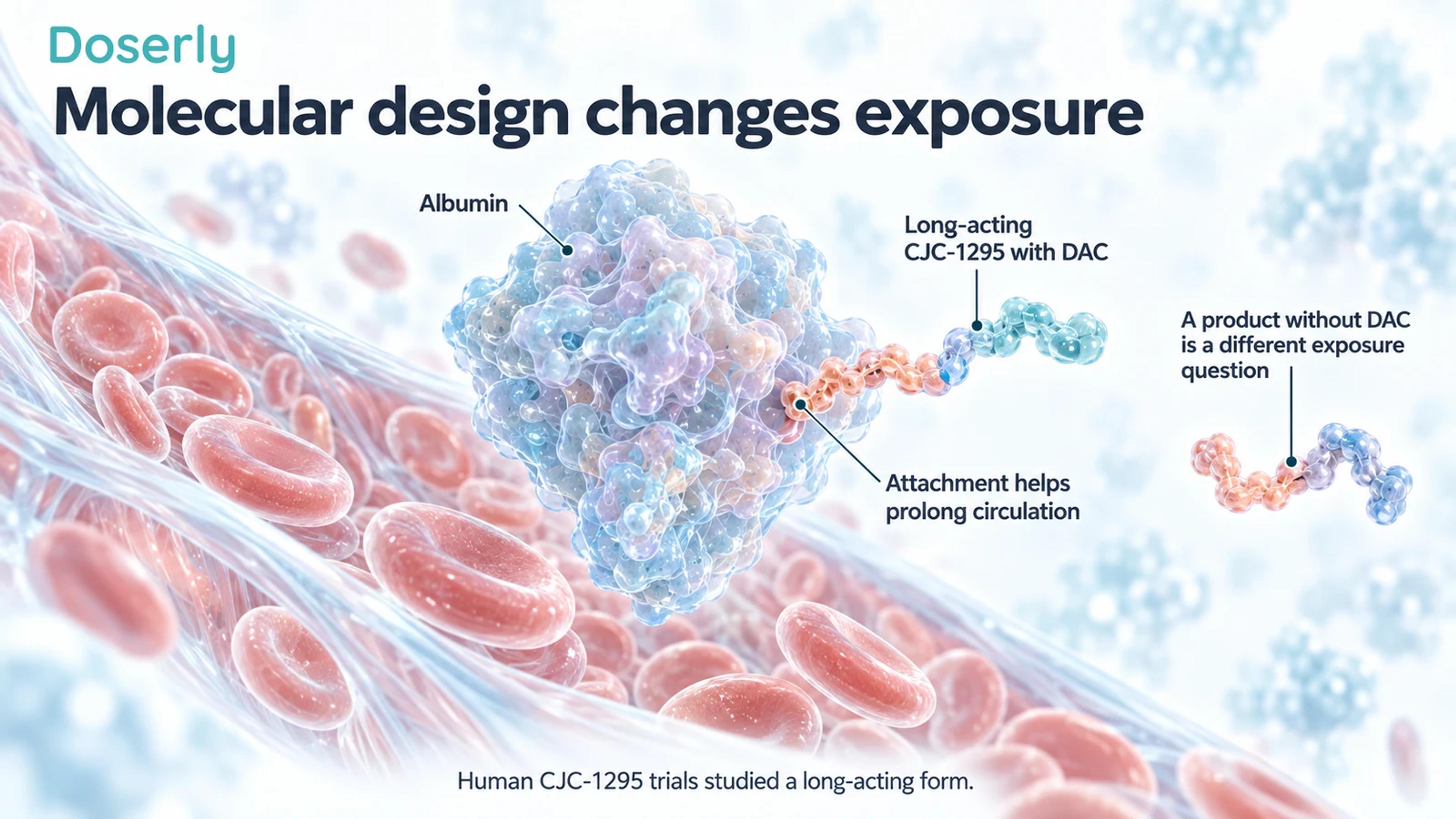 Conceptual albumin protein with an attached long-acting CJC-1295 peptide, beside an unattached peptide.