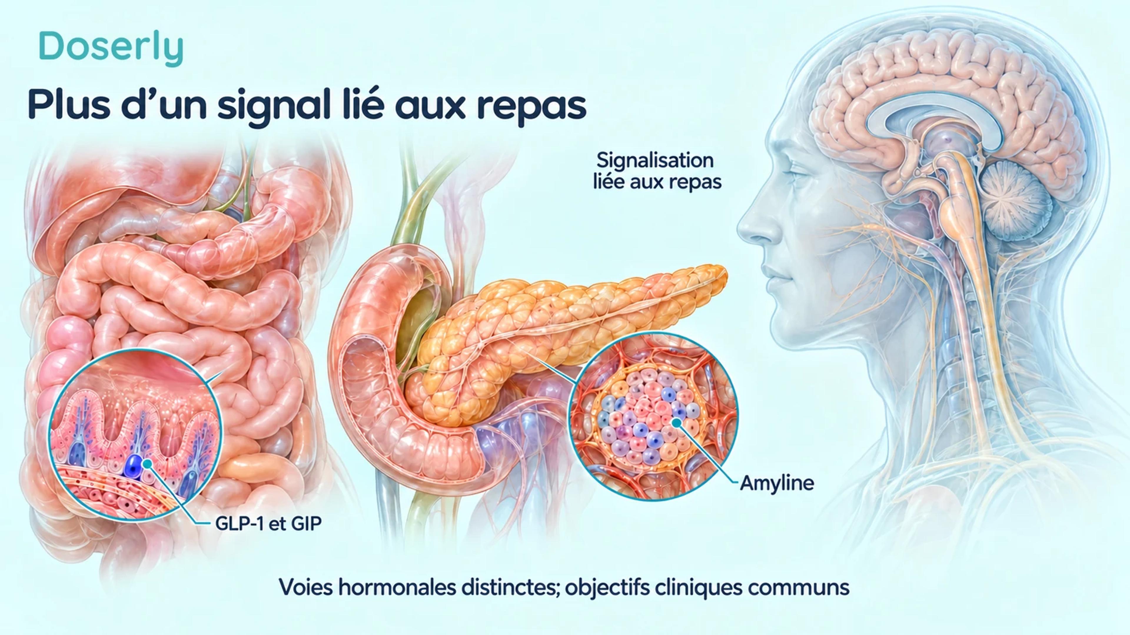 L’anatomie du pancréas, de l’intestin et du tronc cérébral présente différentes voies hormonales liées aux repas.
