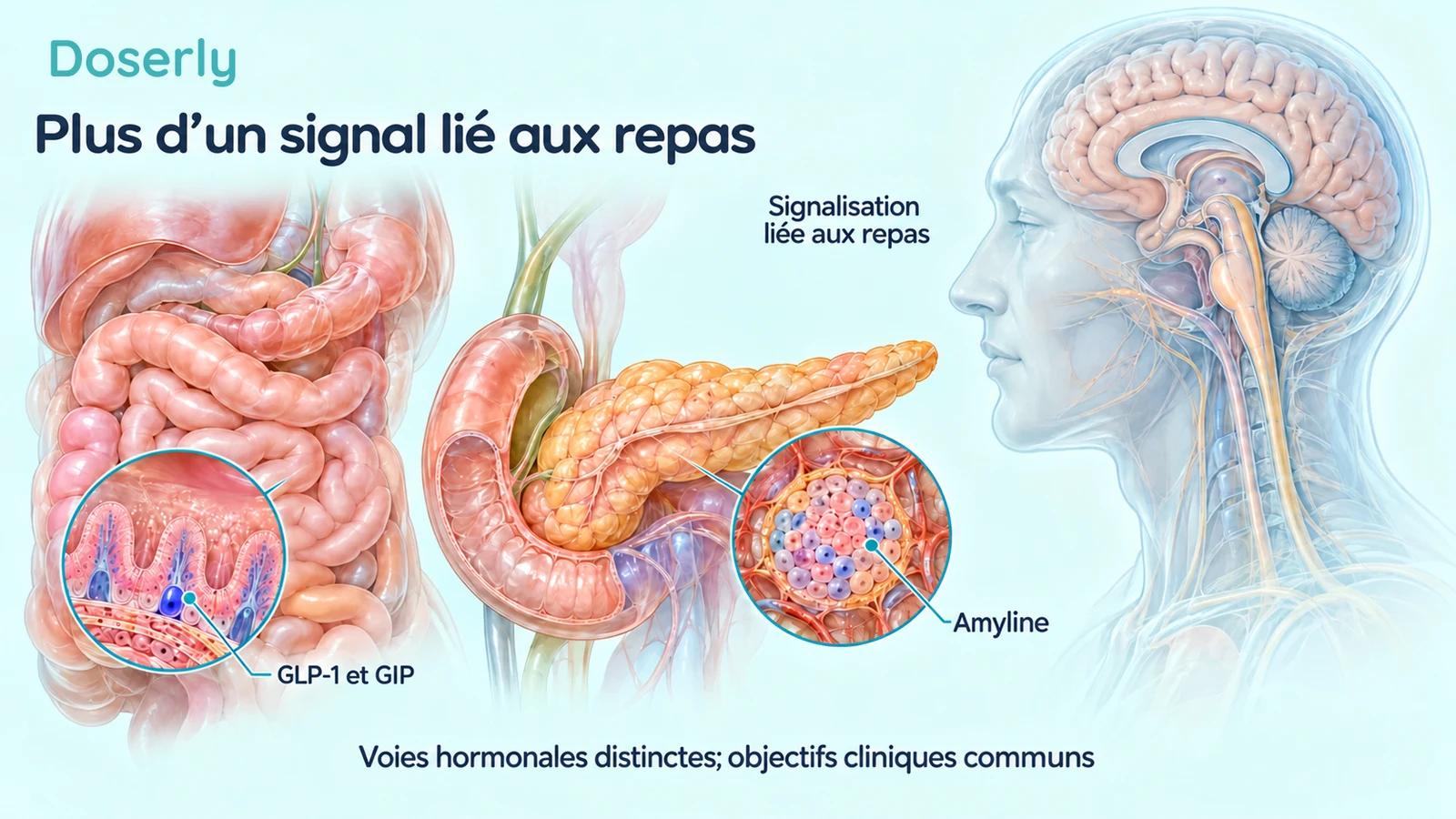 L’anatomie du pancréas, de l’intestin et du tronc cérébral présente différentes voies hormonales liées aux repas.