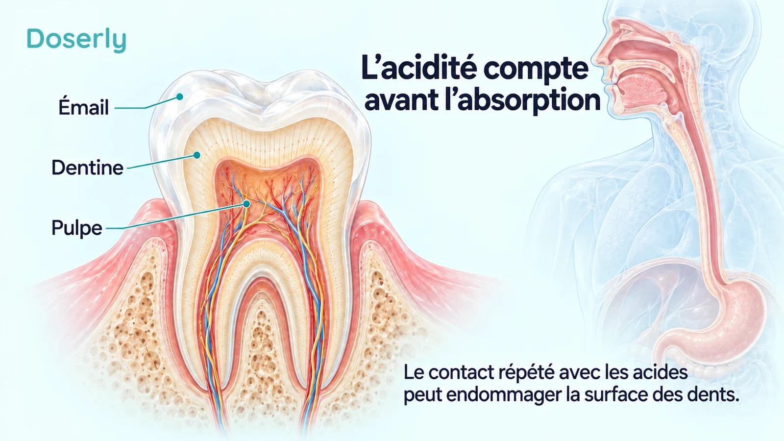 Coupe transversale d’une molaire avec l’émail, la dentine et la pulpe identifiés, à côté d’une représentation estompée de l’anatomie de la bouche à l’estomac