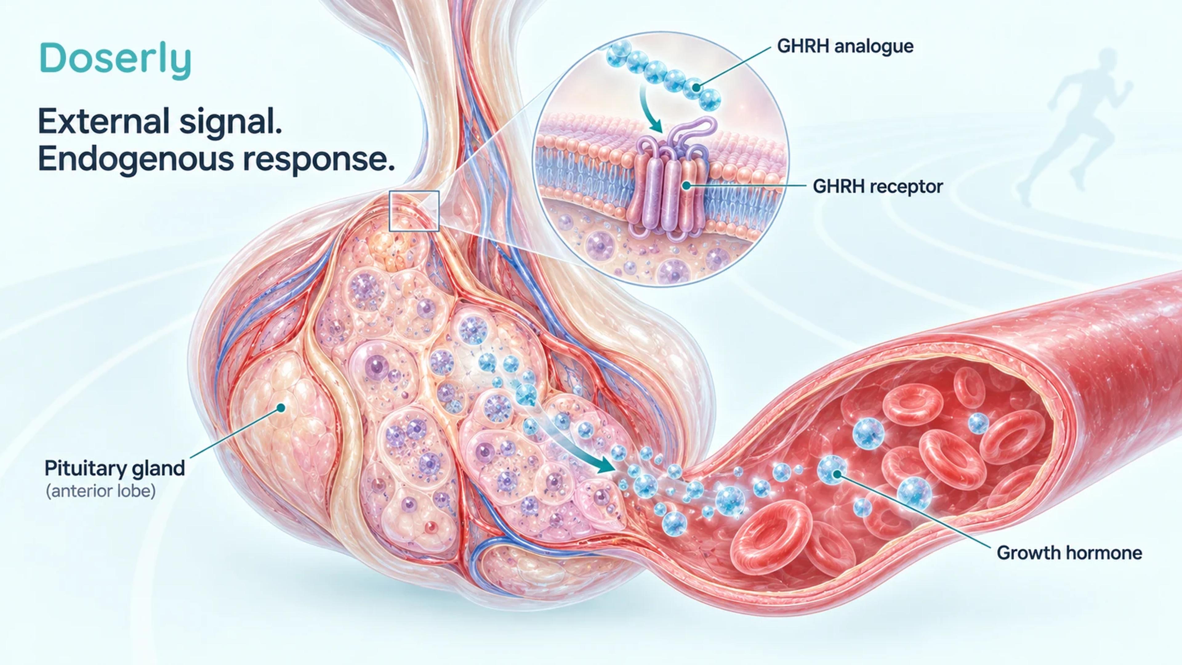 A detailed pituitary and blood-vessel illustration shows an external GHRH analogue stimulating release of endogenous growth hormone.