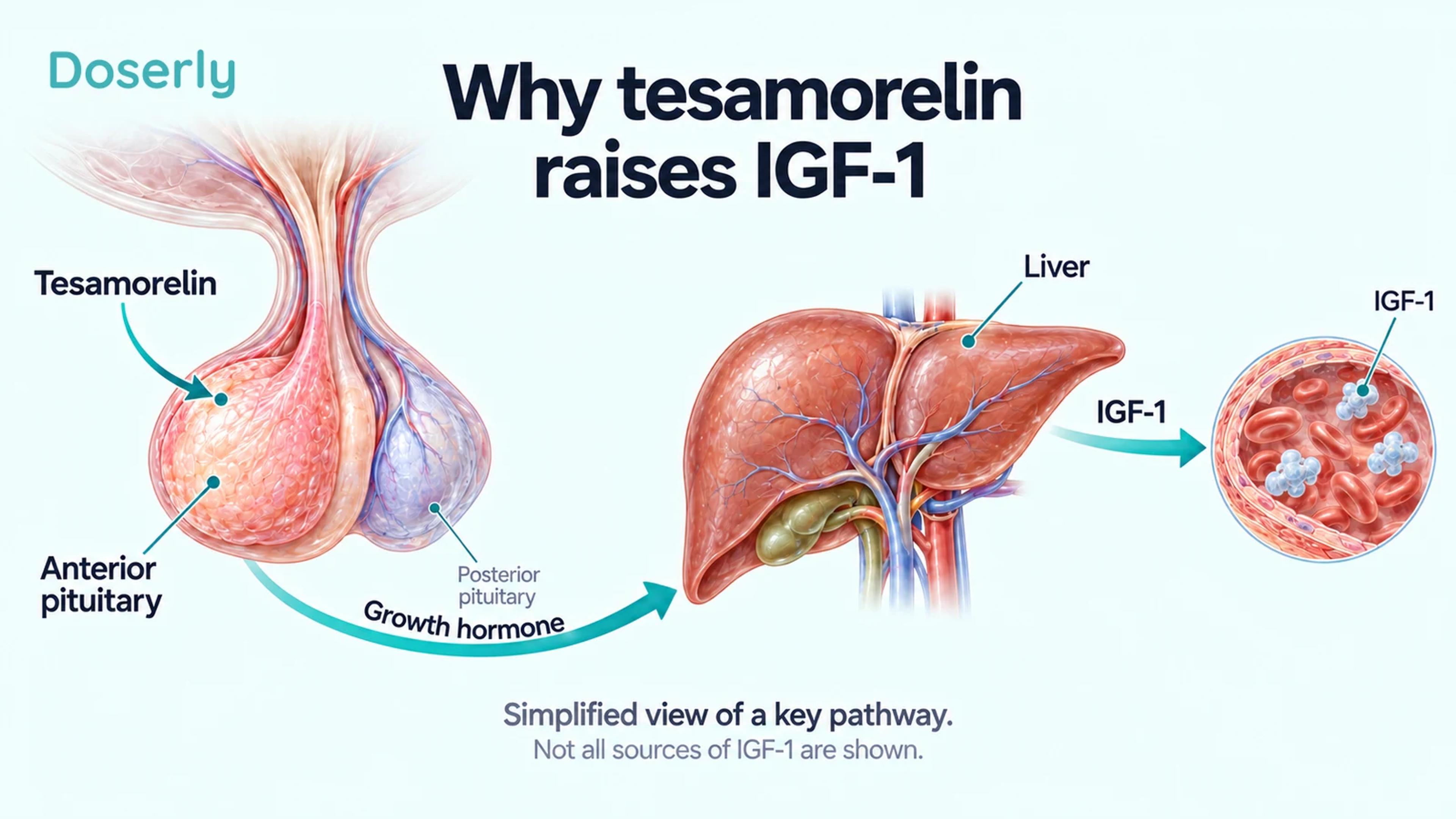 Conceptual endocrine pathway from tesamorelin stimulation of the anterior pituitary through growth hormone to liver-derived IGF-1
