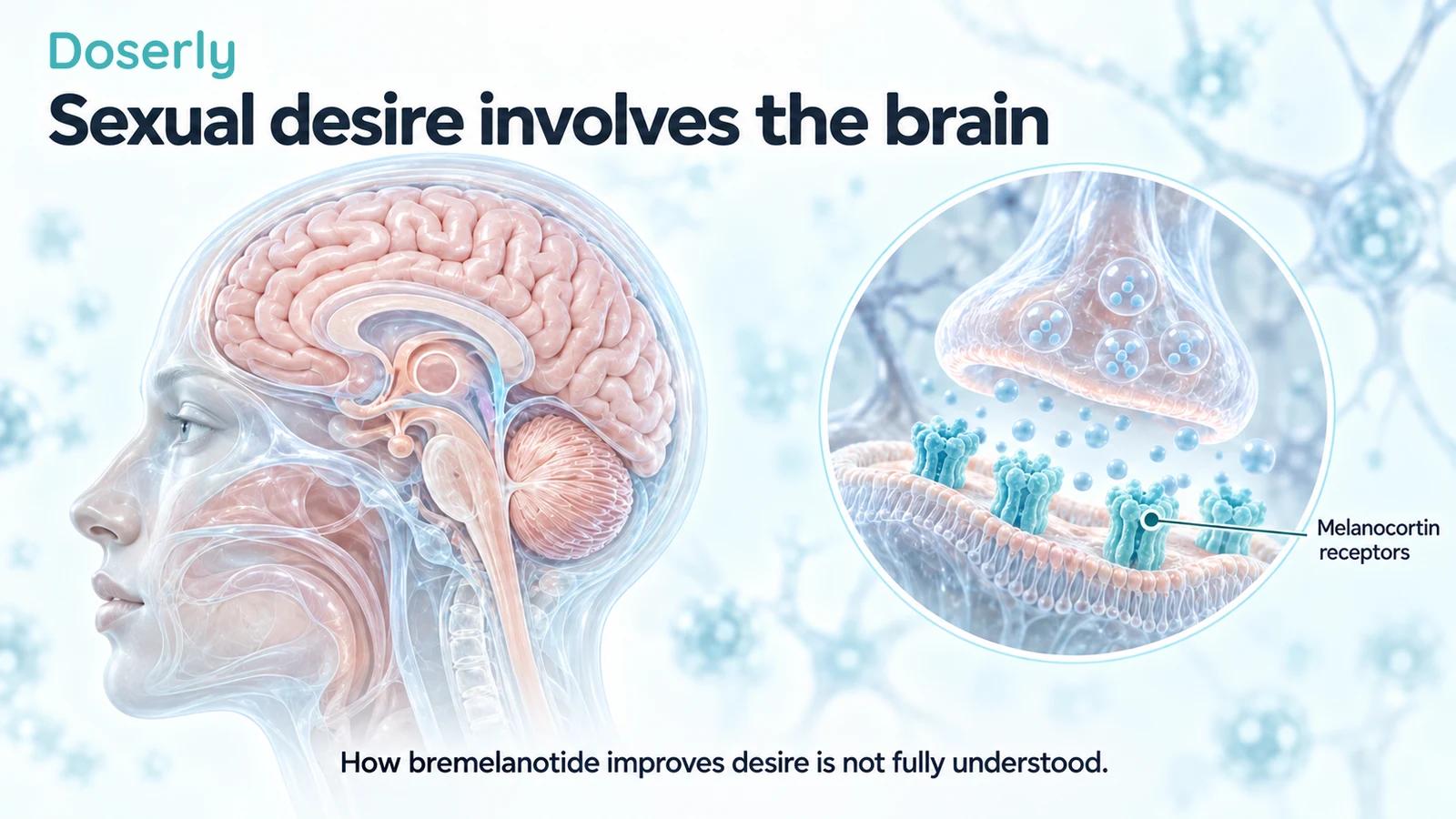 Translucent brain anatomy alongside a conceptual neuronal membrane and melanocortin receptors.