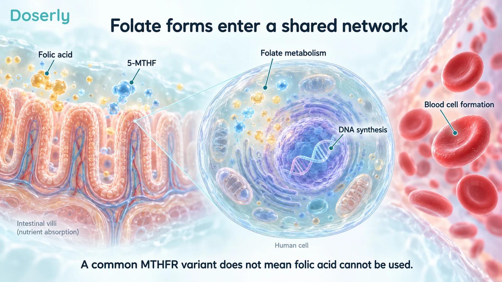 Intestinal villi, a magnified cell with a nucleus and red blood cells illustrate folate absorption and its roles in DNA and blood-cell formation.