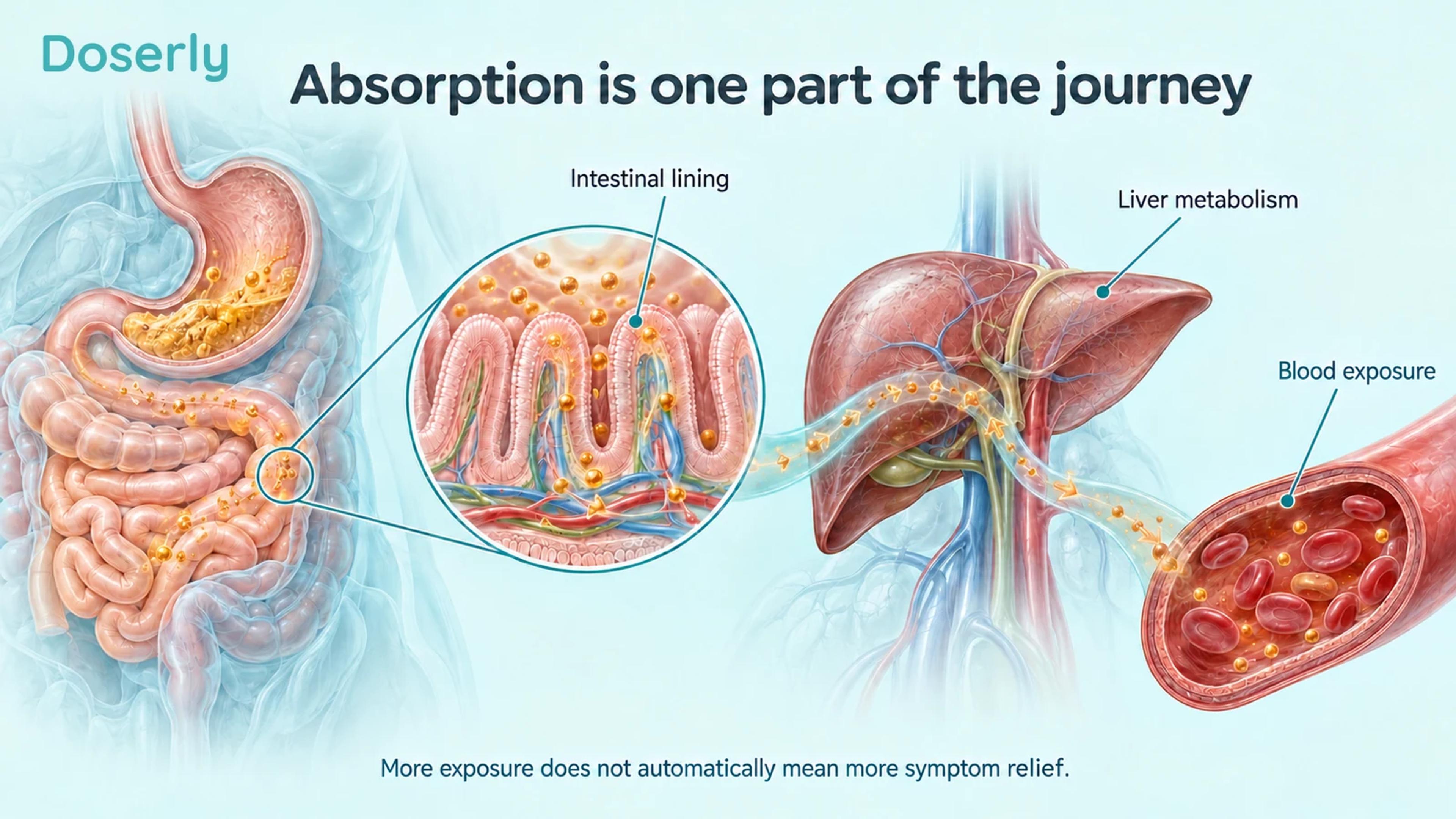 Conceptual digestive anatomy showing intestinal villi, liver metabolism and curcumin exposure in blood.