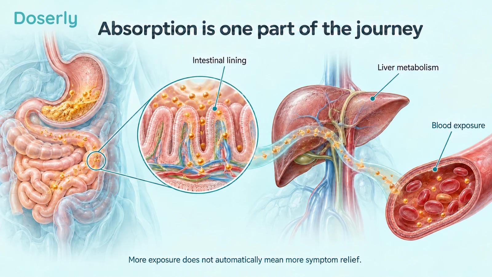 Conceptual digestive anatomy showing intestinal villi, liver metabolism and curcumin exposure in blood.
