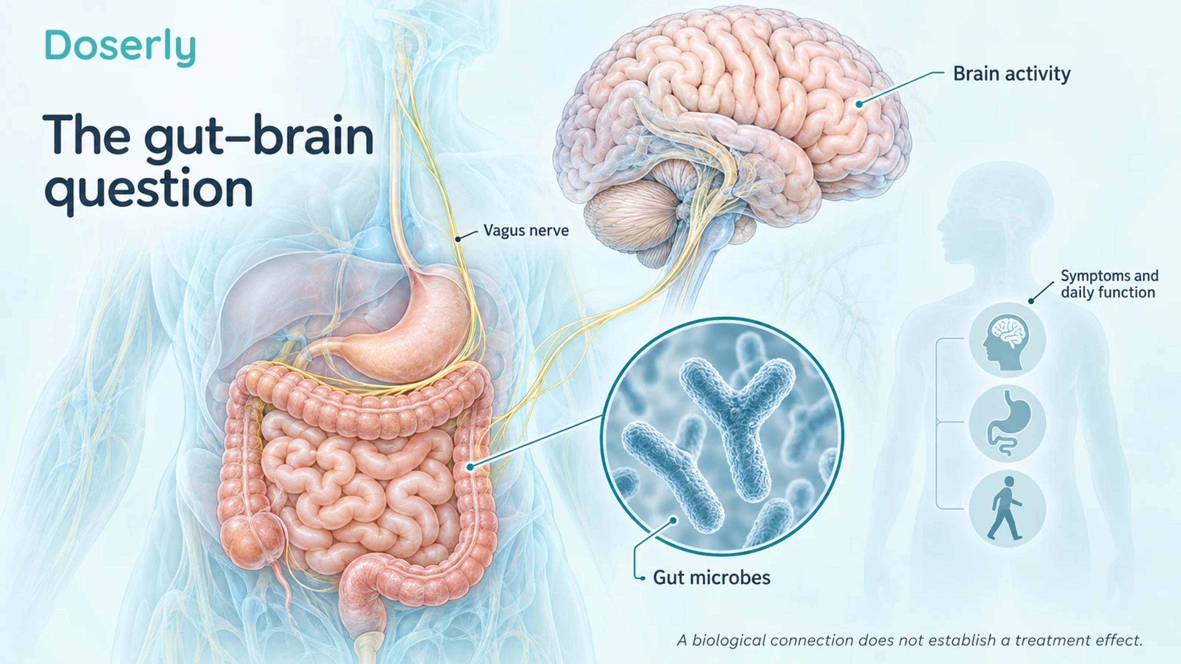 Detailed gut and brain anatomy with a conceptual nerve connection and an inset of Bifidobacterium, separating biology from symptoms and daily function.