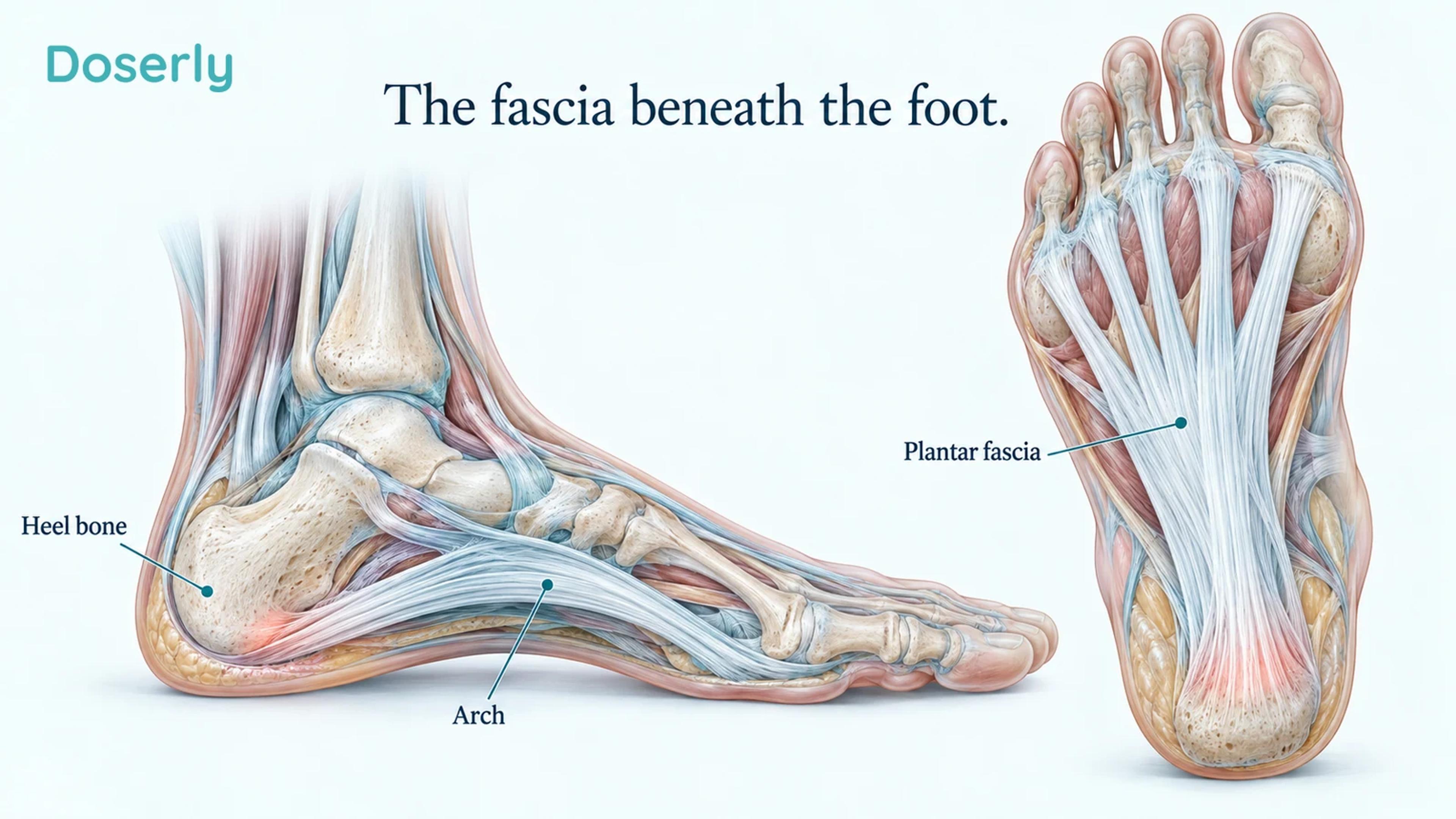 Detailed side and underside views of the foot showing the plantar fascia extending from the heel toward the toes.