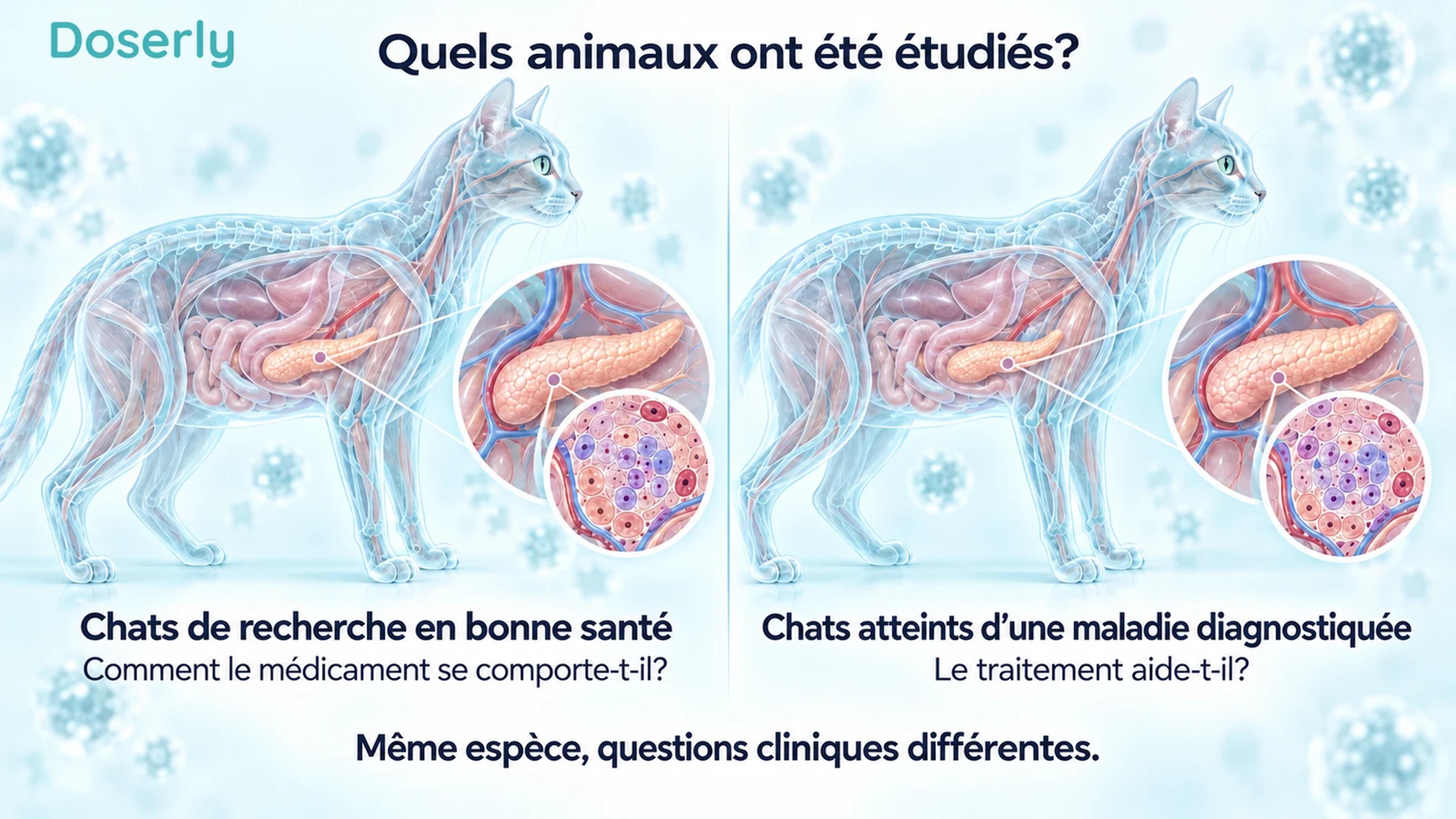 Deux profils félins translucides avec des encadrés schématiques de tissu pancréatique distinguent les chats de recherche en bonne santé des chats atteints d’une maladie diagnostiquée.