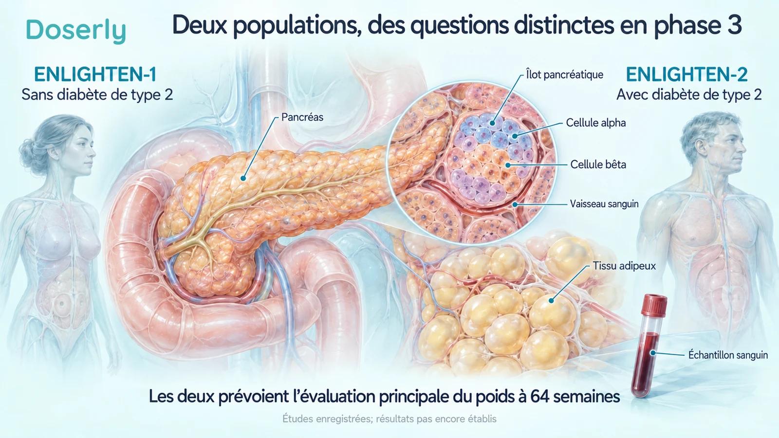 L’anatomie du pancréas et du tissu adipeux accompagne les populations distinctes des essais ENLIGHTEN.