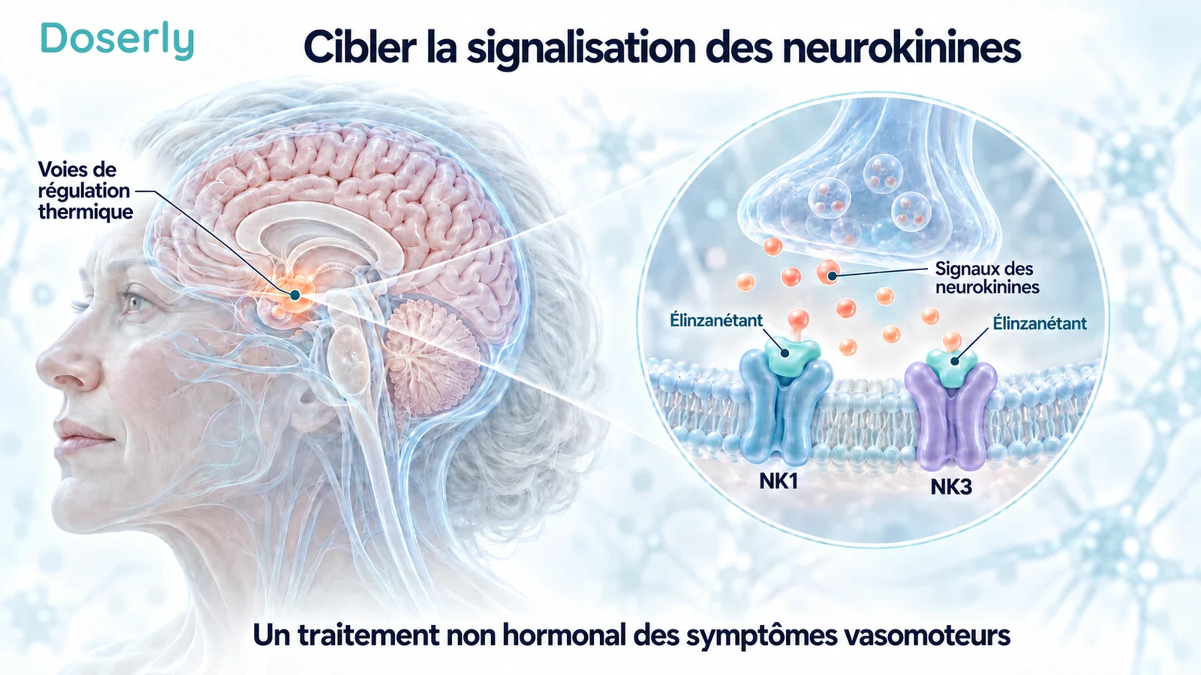 Anatomie translucide du cerveau à côté d’une représentation conceptuelle d’une membrane neuronale, avec des récepteurs NK1 et NK3 distincts bloqués par l’élinzanétant.