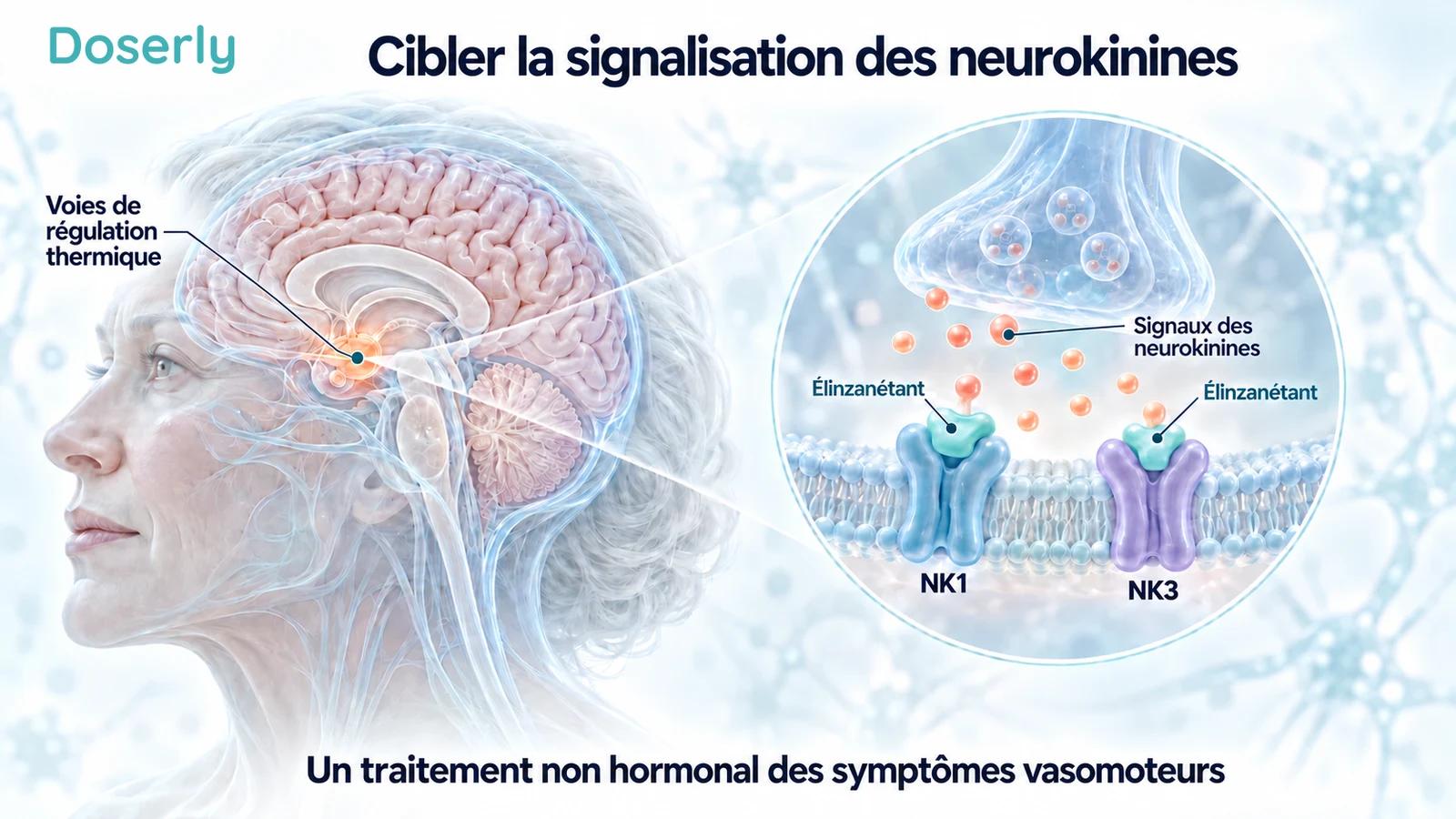 Anatomie translucide du cerveau à côté d’une représentation conceptuelle d’une membrane neuronale, avec des récepteurs NK1 et NK3 distincts bloqués par l’élinzanétant.