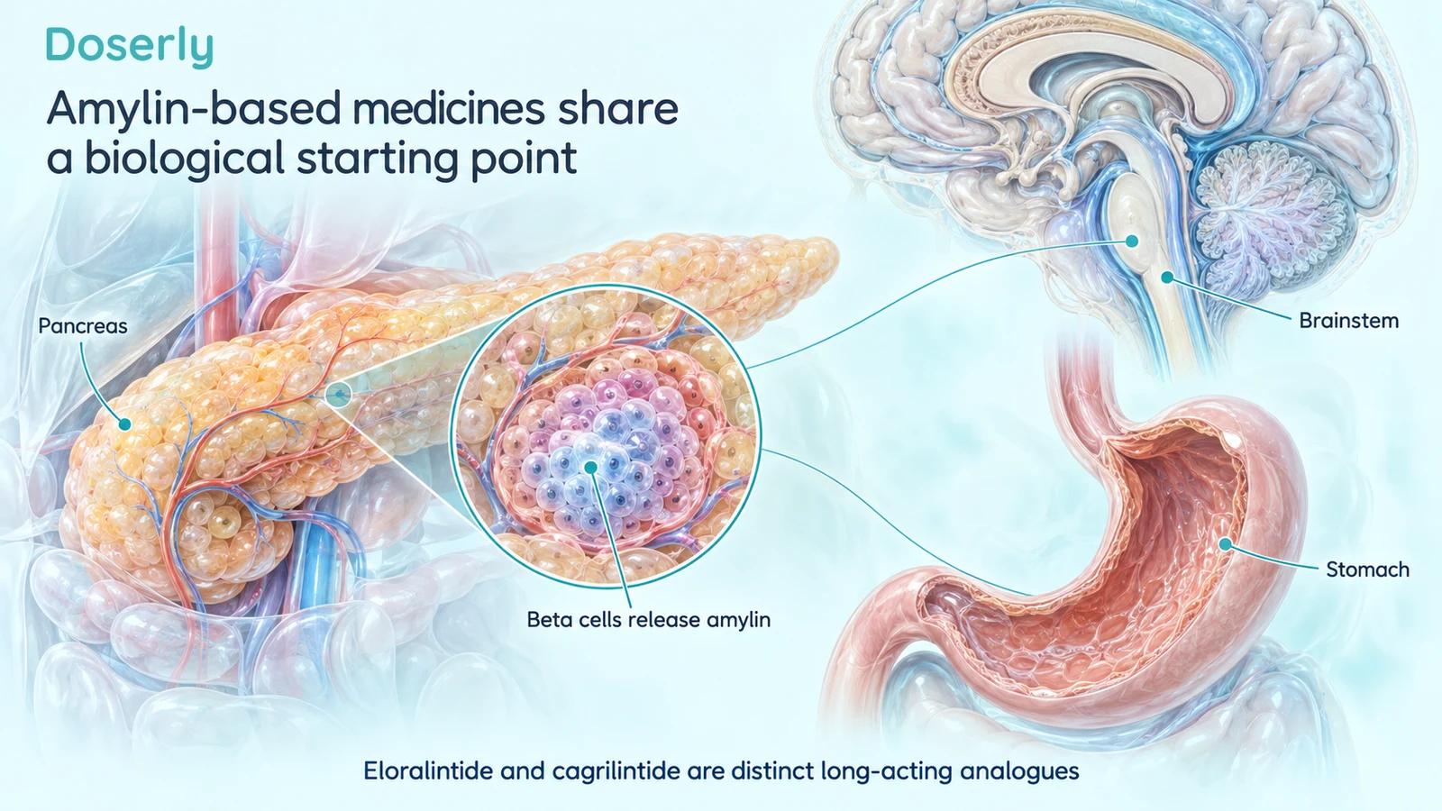 Pancreas, beta cells, brainstem and stomach illustrate the shared amylin starting point.