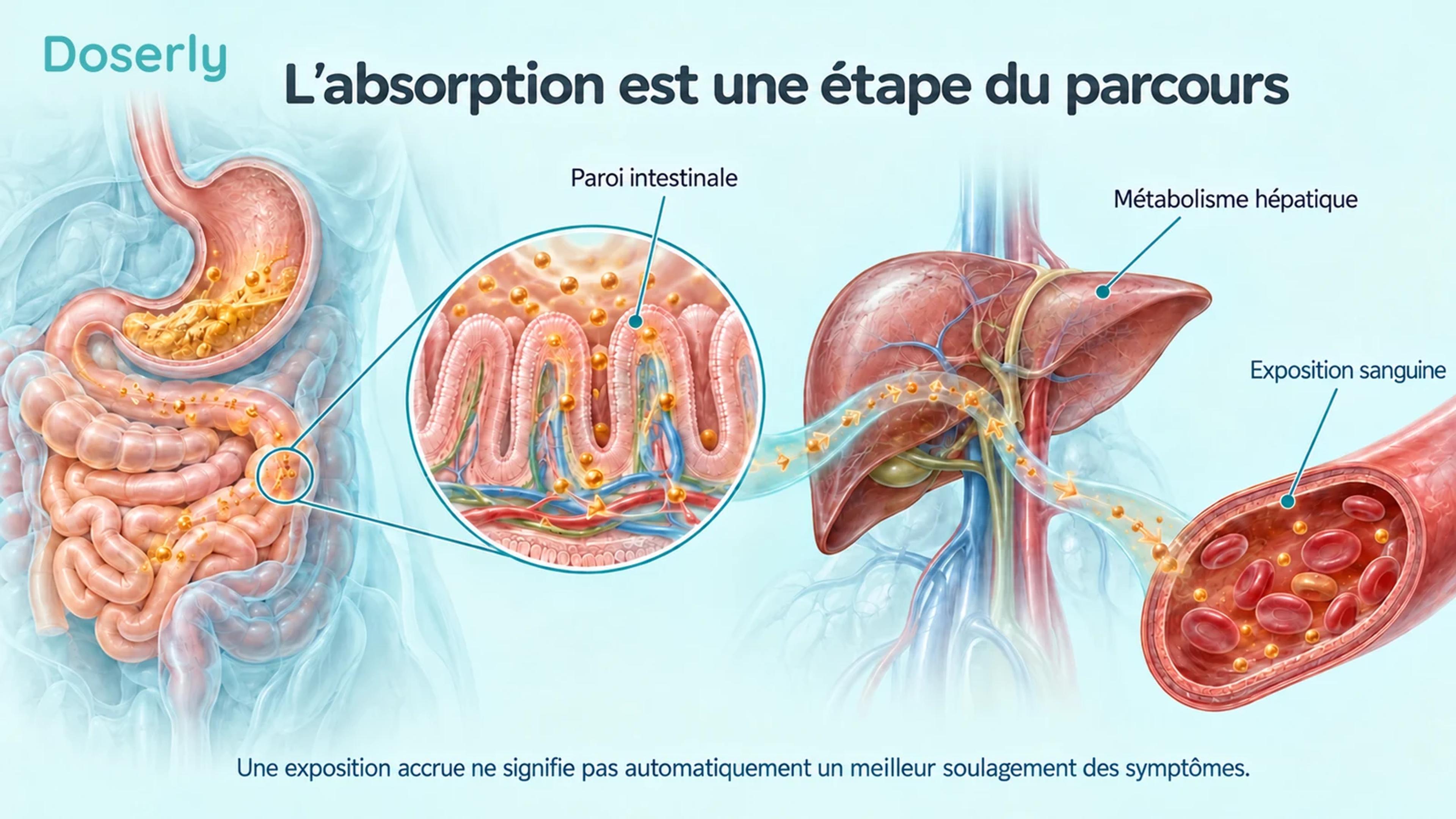 Vue conceptuelle de l’anatomie digestive montrant les villosités intestinales, le métabolisme hépatique et l’exposition à la curcumine dans le sang.
