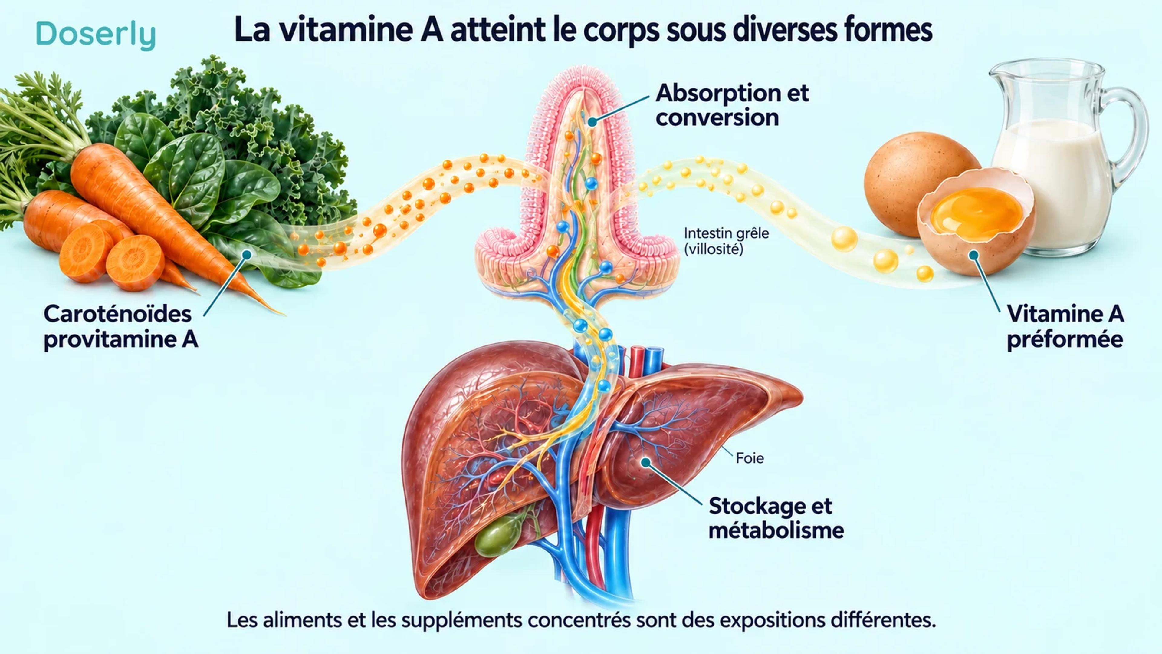 Légumes riches en caroténoïdes et aliments contenant de la vitamine A préformée à côté de l’anatomie de l’intestin et du foie.