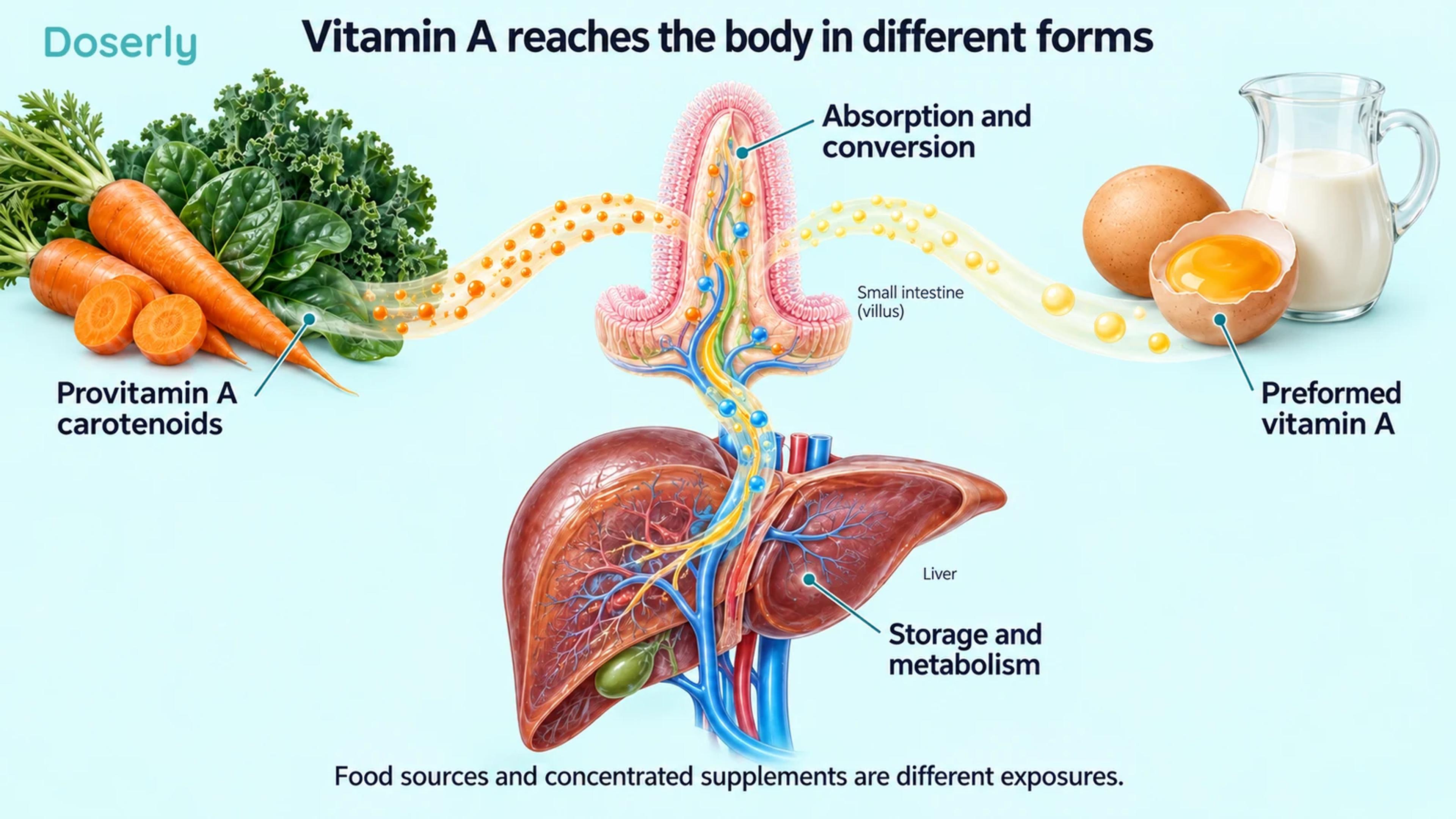 Carotenoid-rich vegetables and preformed vitamin A foods beside intestinal and liver anatomy.