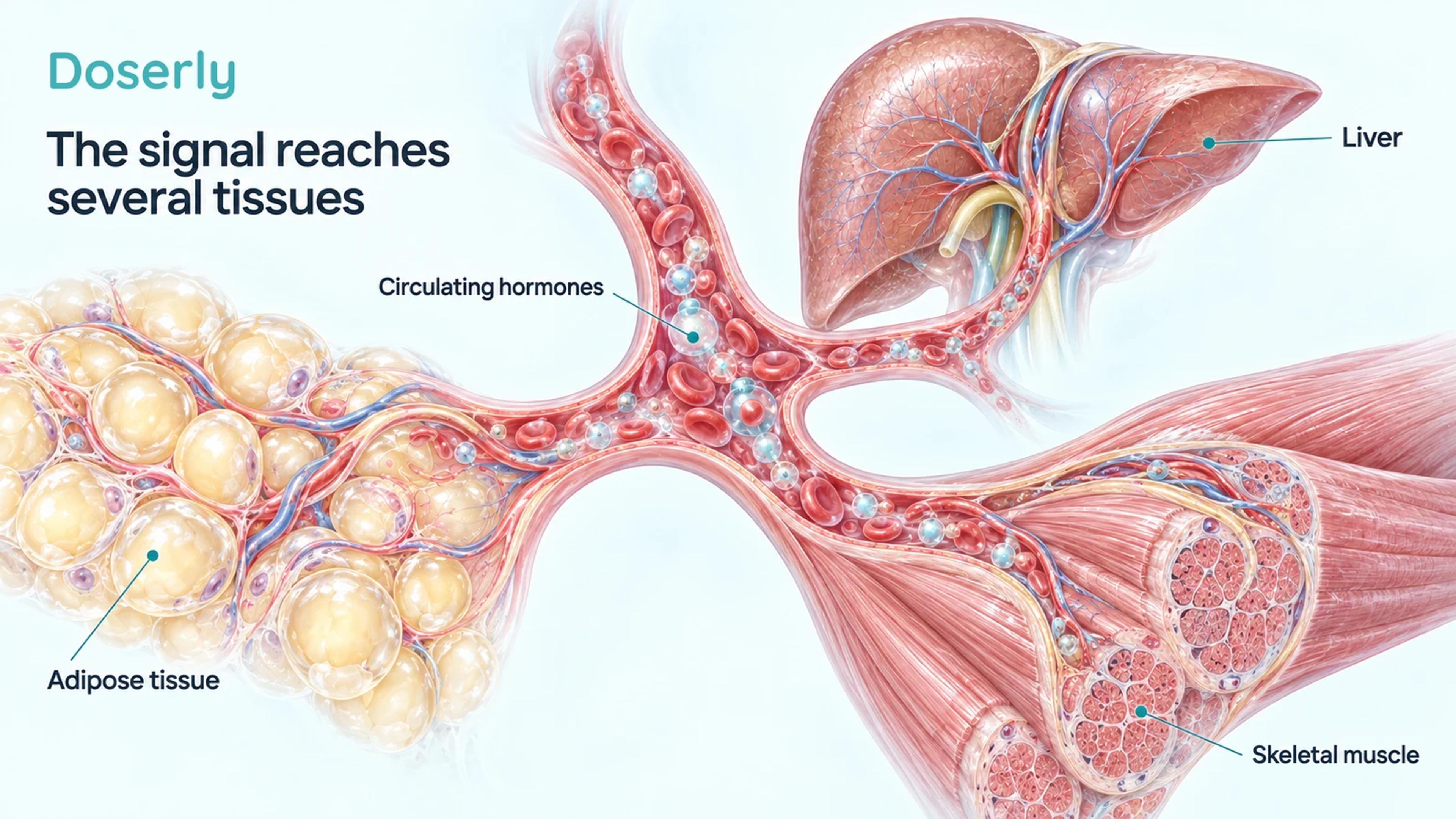 A detailed liver, skeletal-muscle bundle and adipose tissue appear around a circulating hormone vessel, showing the broader reach of endocrine signaling.