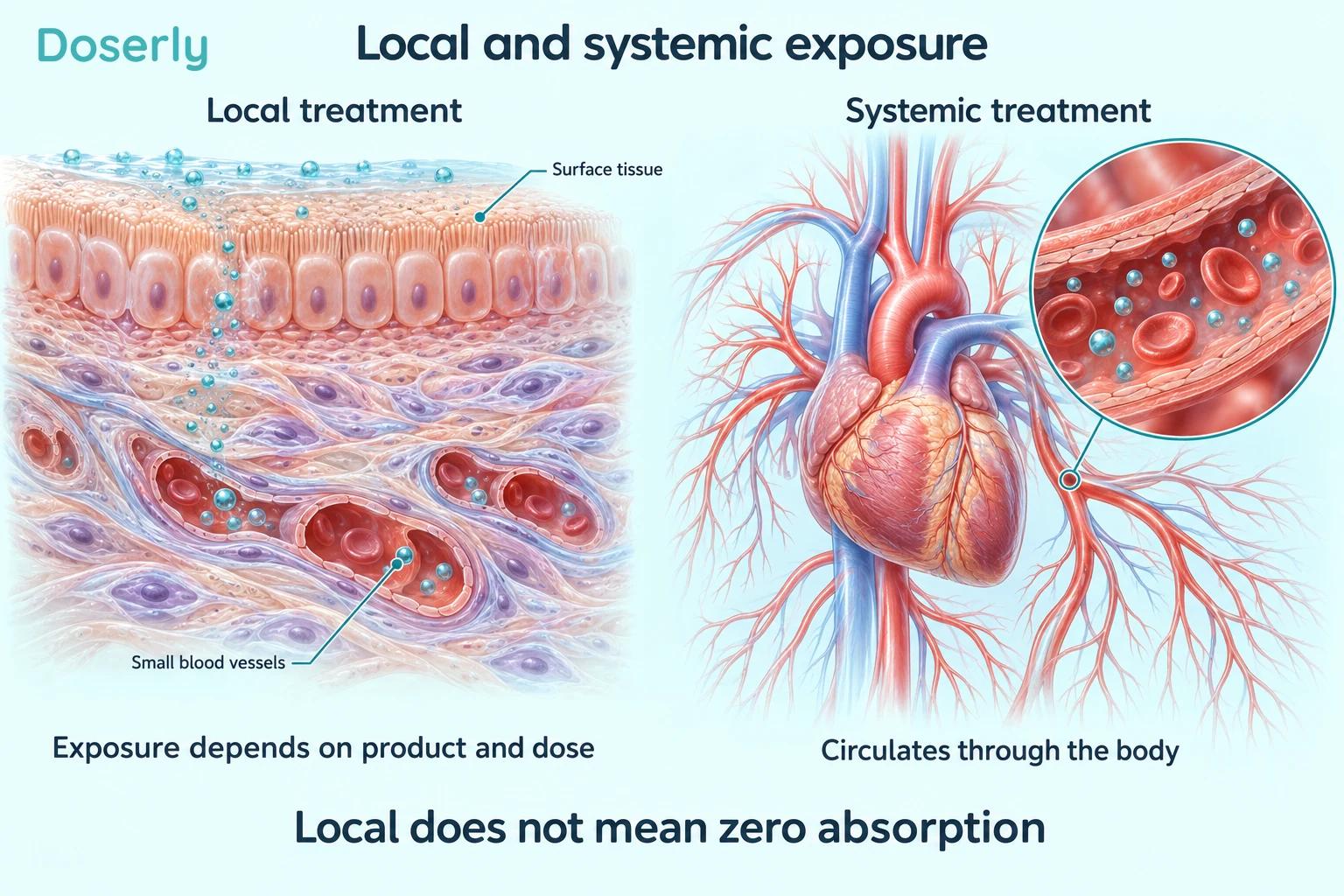 Surface tissue and capillaries beside a heart and circulation explain local and systemic exposure.