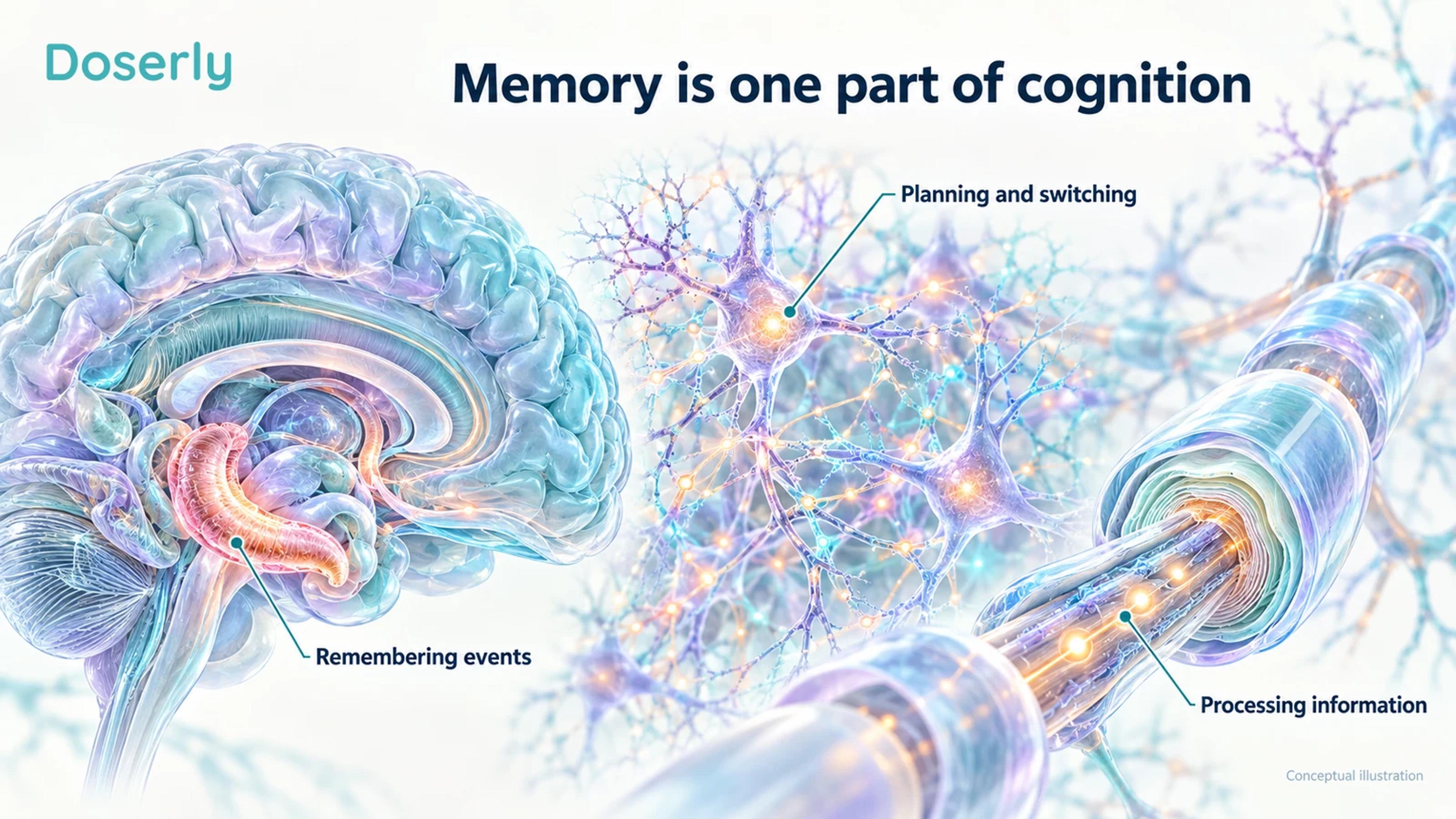Conceptual hippocampal anatomy, a connected neuron network and a myelinated axon illustrate distinct aspects of cognition.