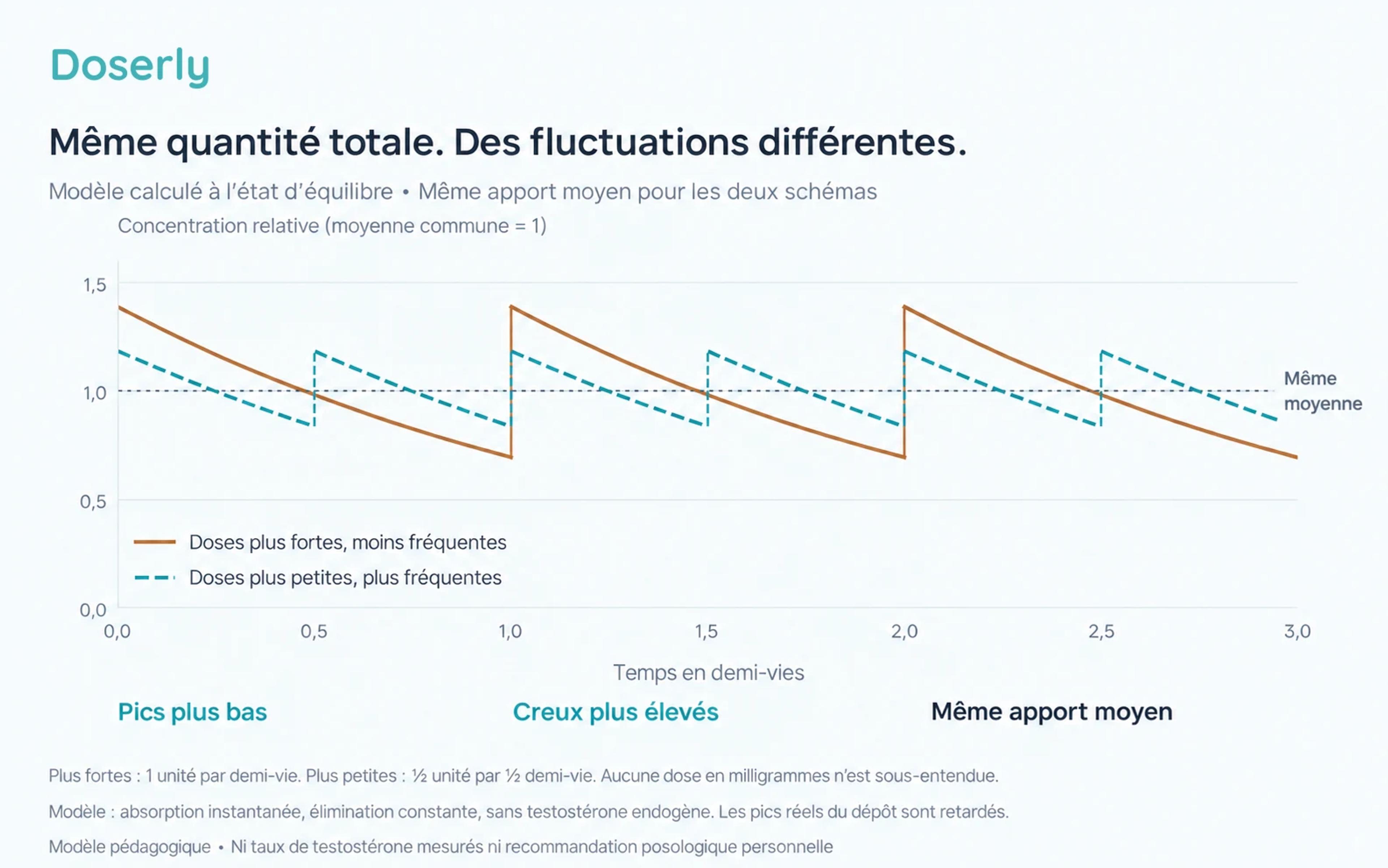 Deux courbes calculées de concentration à l’état d’équilibre, avec le même apport moyen, montrent des fluctuations plus grandes avec un intervalle plus long et plus petites avec un intervalle plus court.