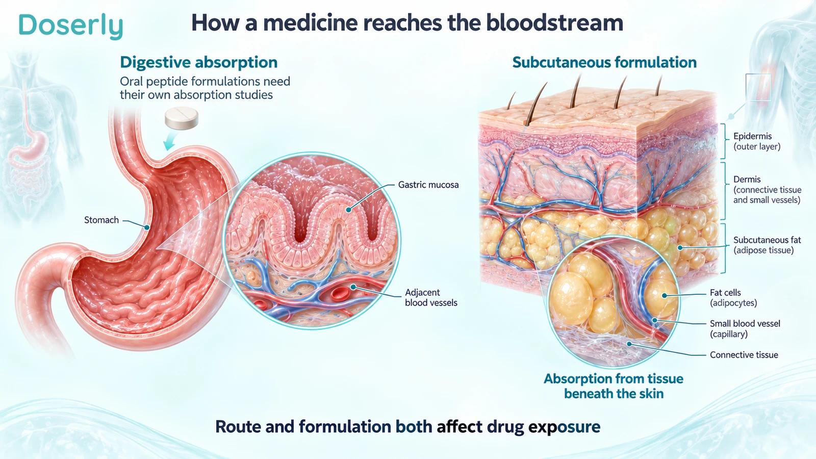 Conceptual stomach mucosa and skin cross-sections showing the different tissues involved in oral and subcutaneous delivery.