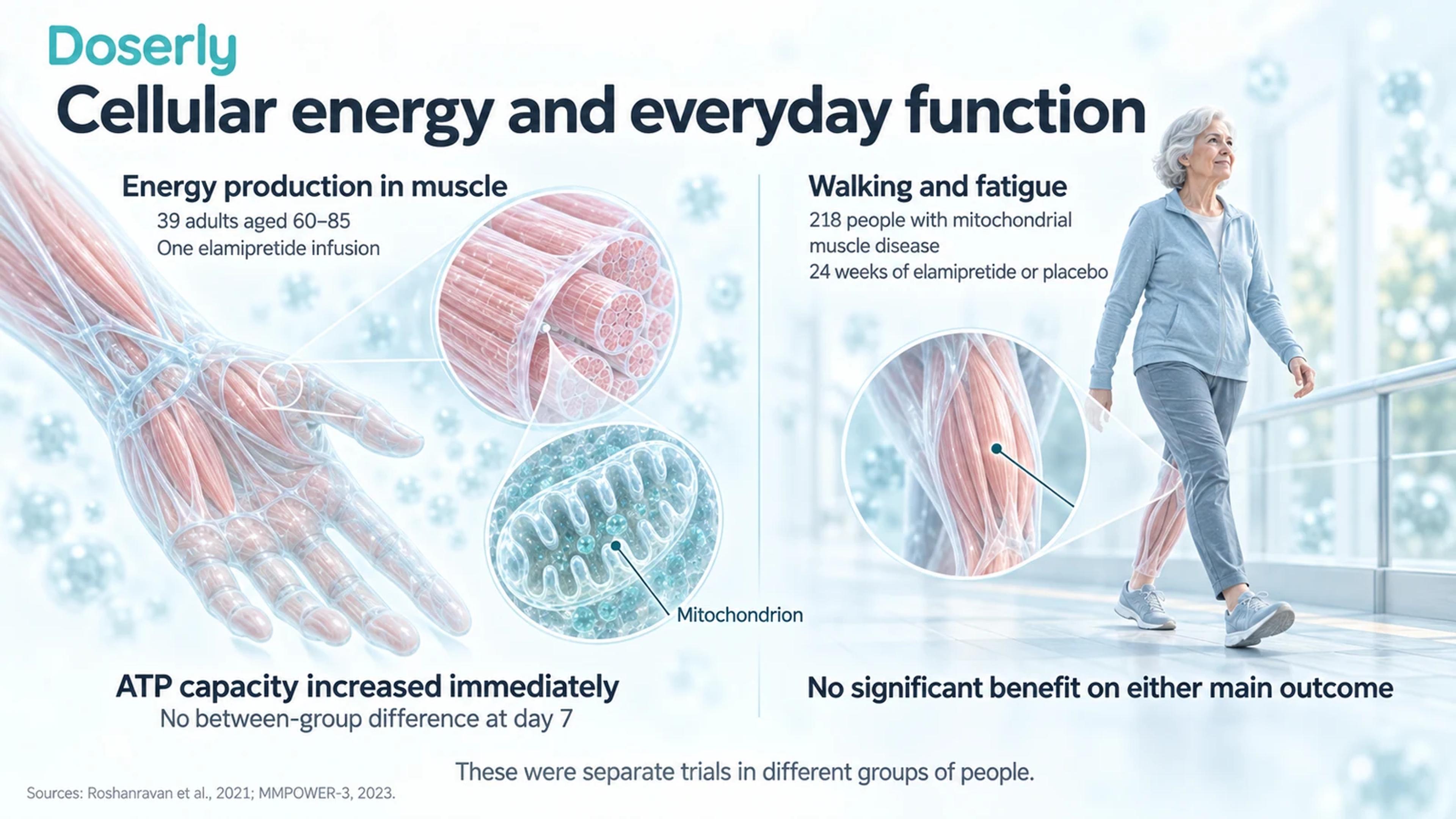 Illustrated comparison of a hand-muscle ATP study in 39 older adults and a separate walking and fatigue trial in 218 people with mitochondrial muscle disease.