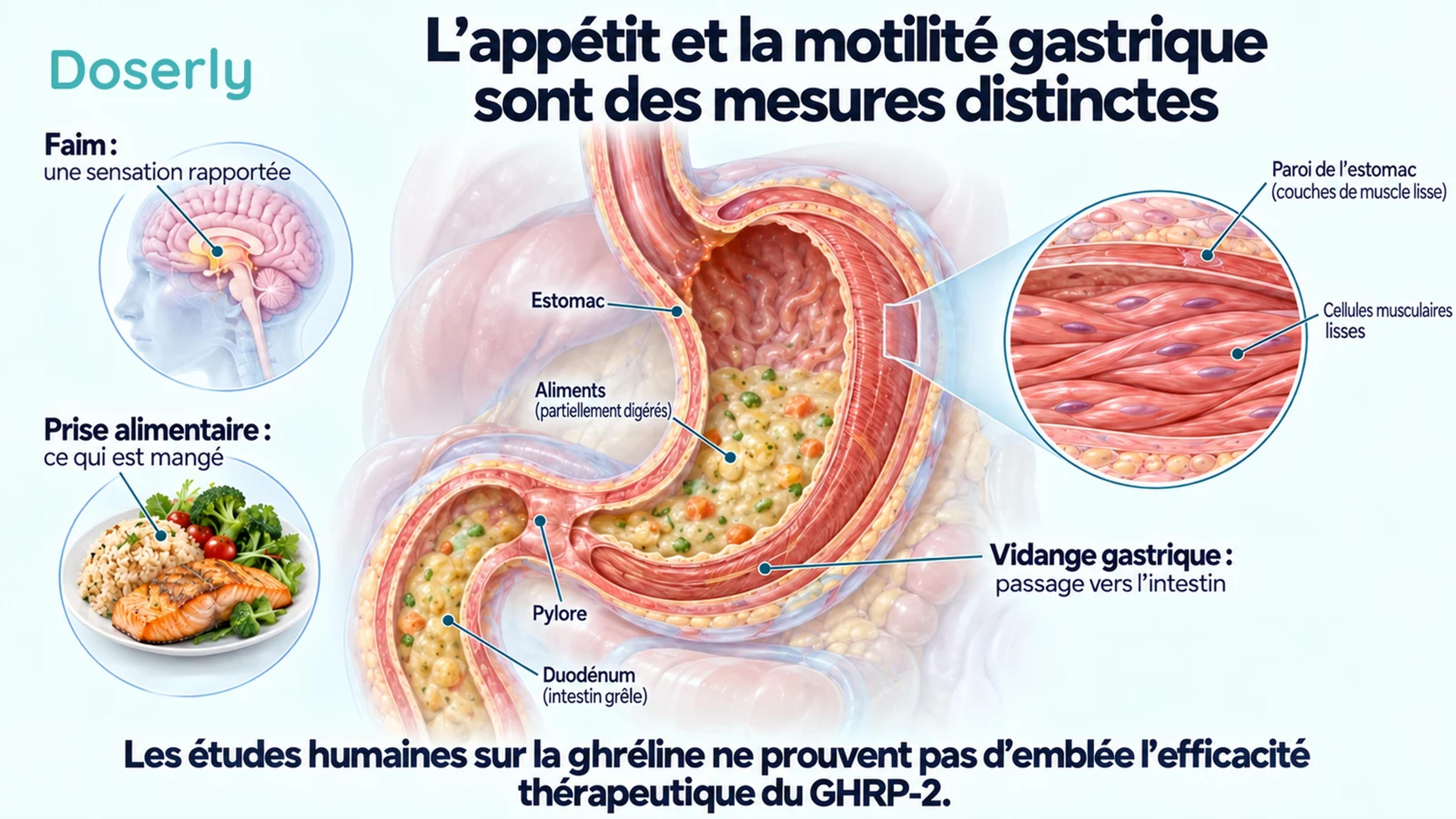 Une vue en coupe de l’estomac et un encadré de sa paroi musculaire distinguent la faim, la prise alimentaire et le passage du contenu vers l’intestin.