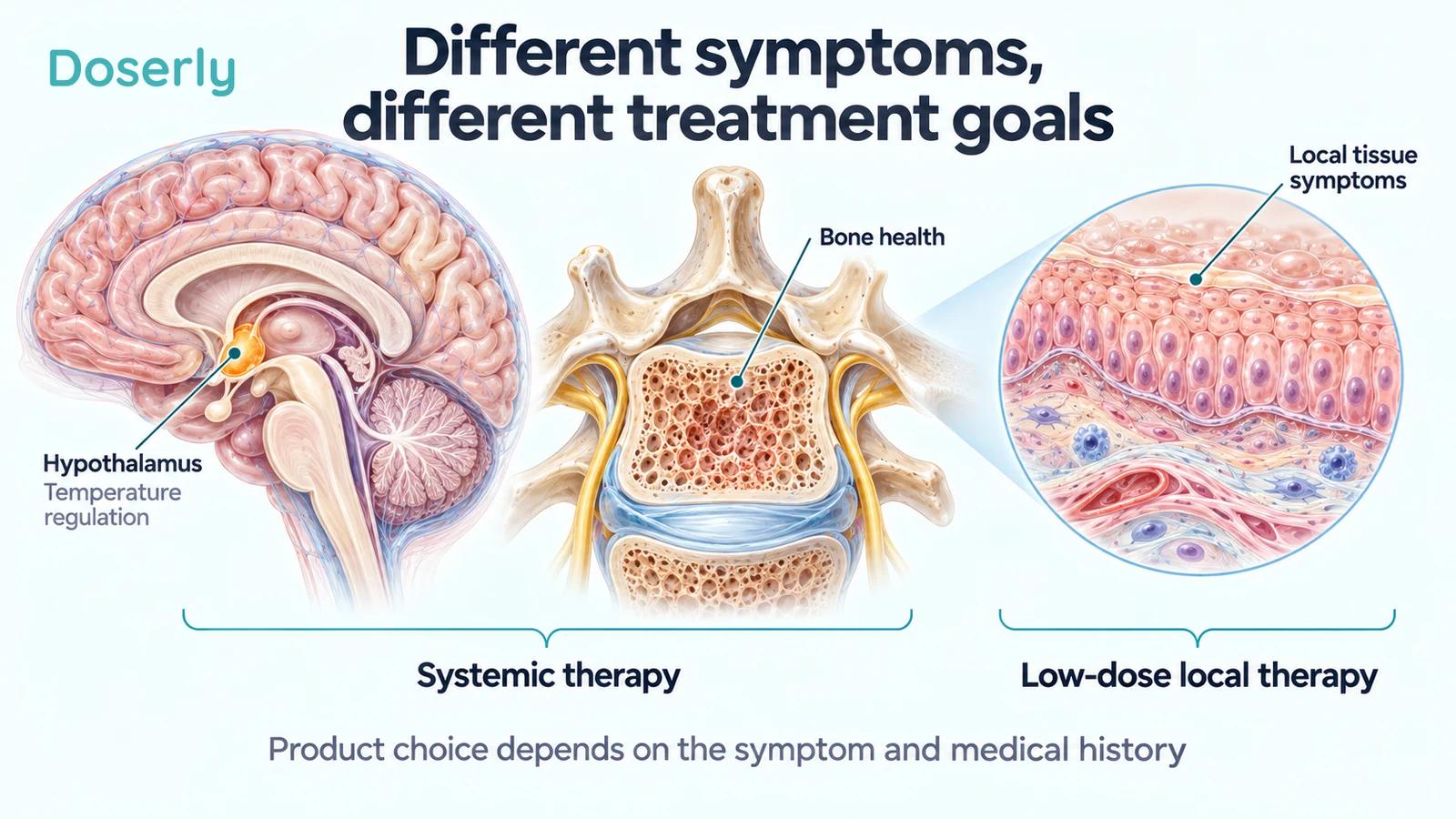 Detailed conceptual brain, vertebral bone and epithelial tissue illustrations showing different treatment targets for systemic and low-dose local hormone therapy.